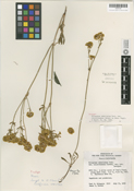 Eriogonum umbellatum image