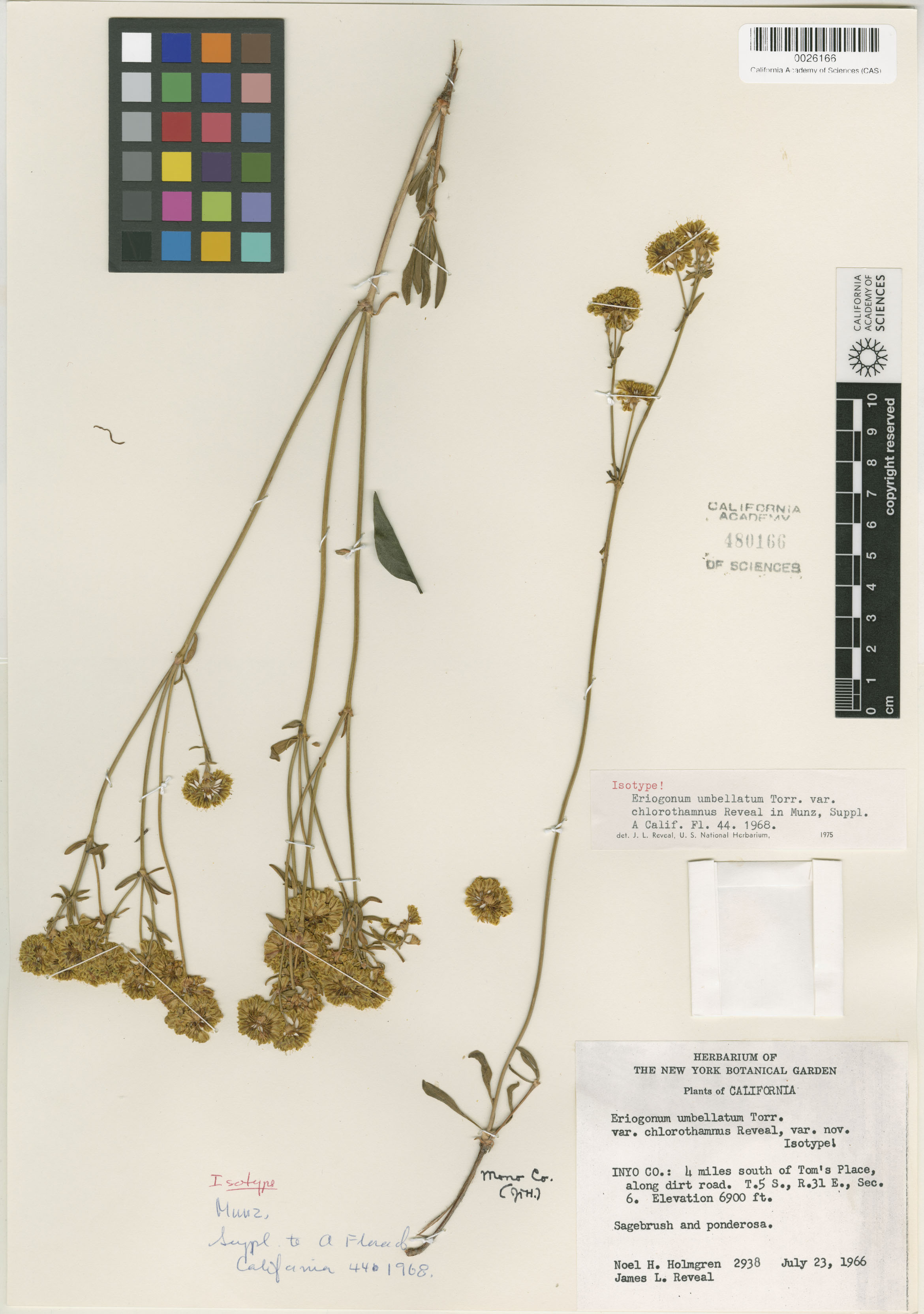 Polygonaceae image