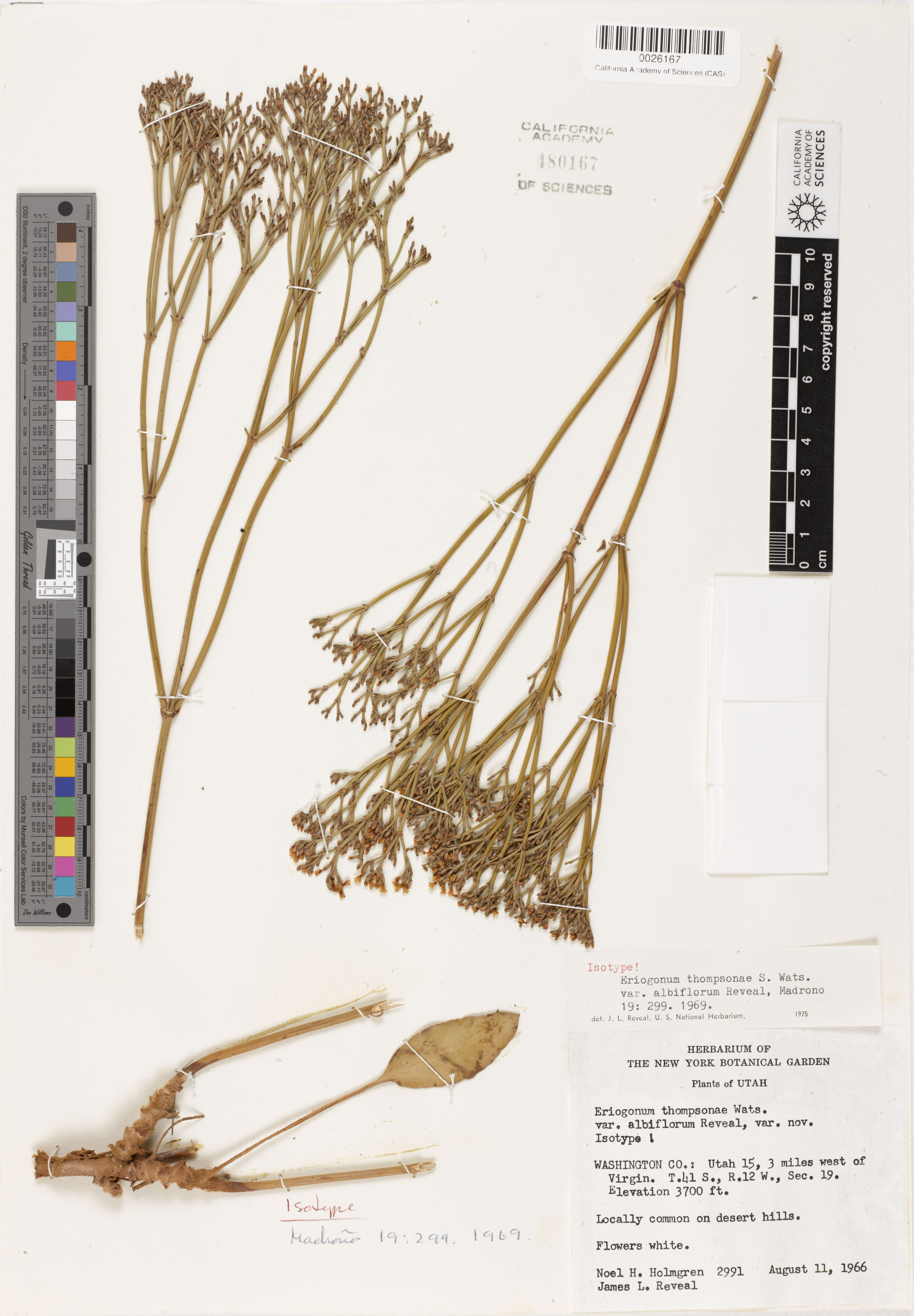 Eriogonum thompsoniae var. albiflorum image