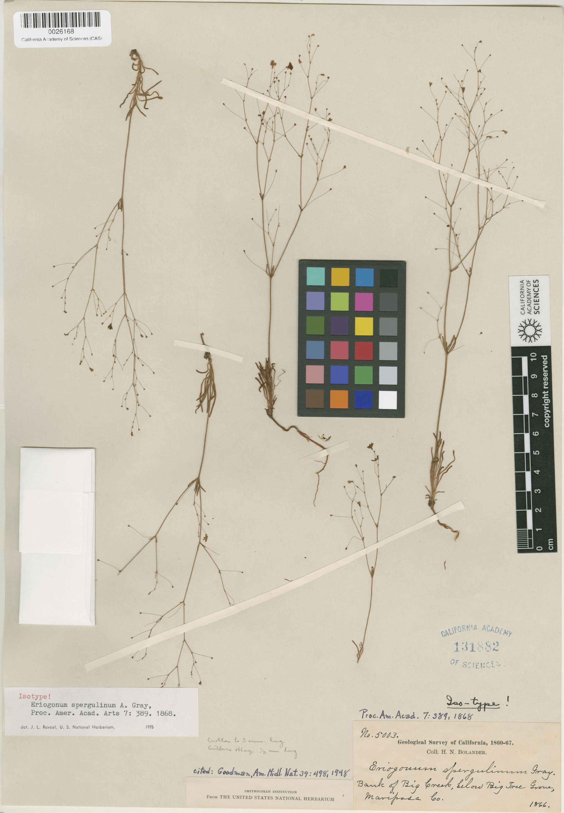 Eriogonum spergulinum image