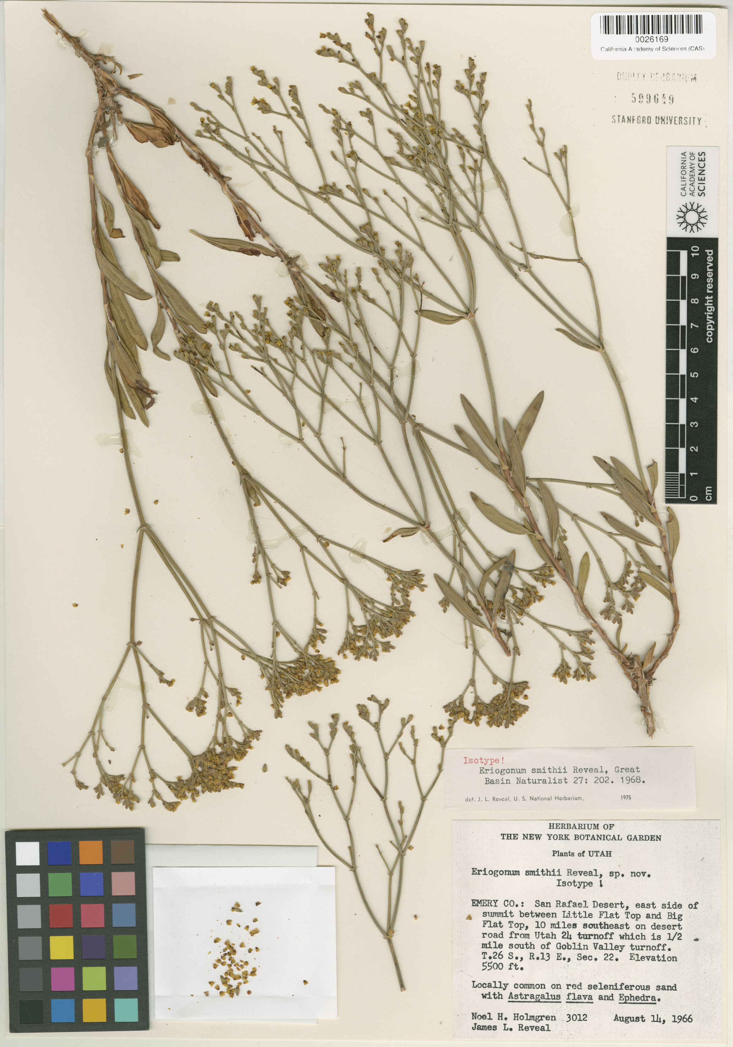 Eriogonum smithii image