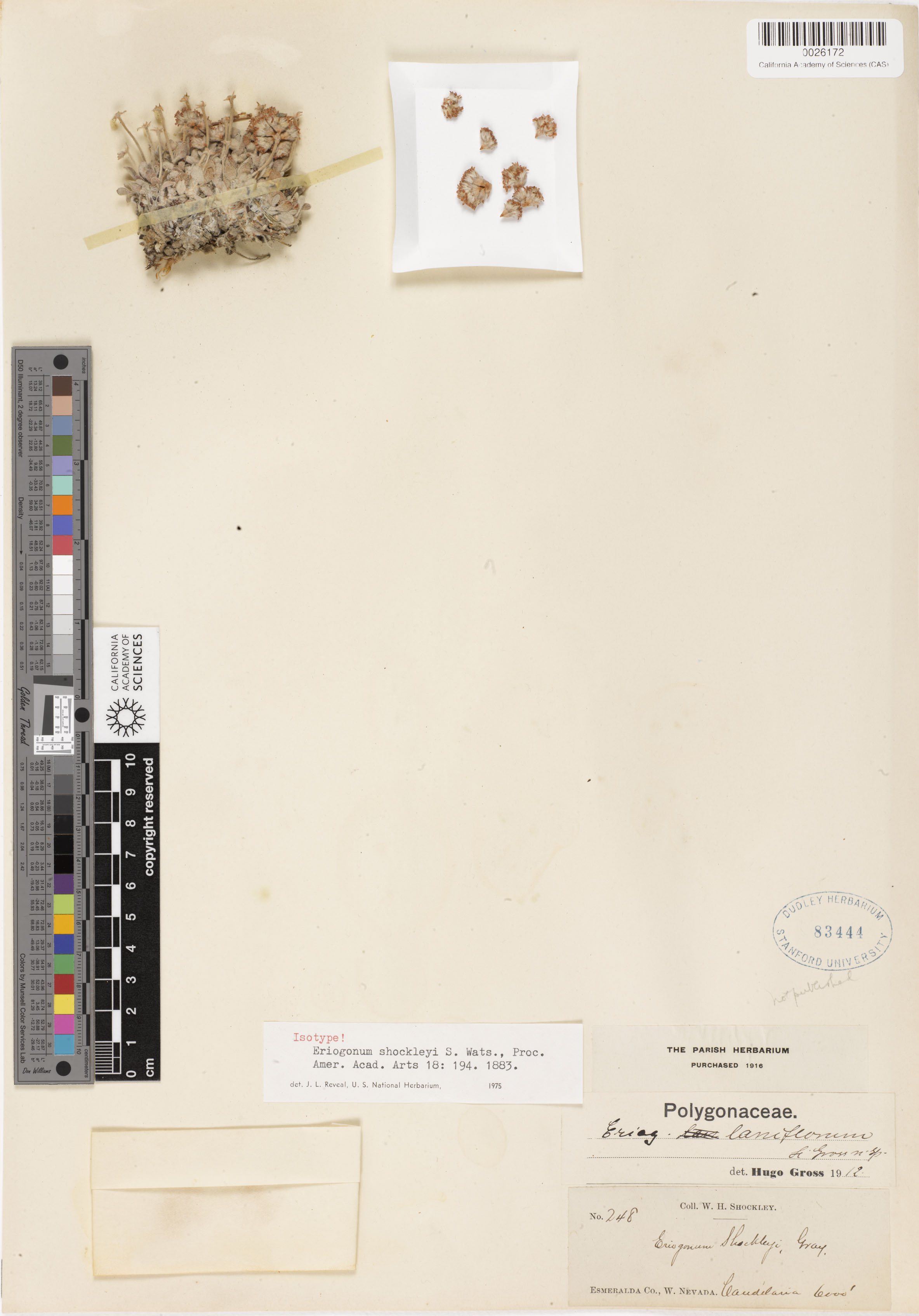 Eriogonum shockleyi image