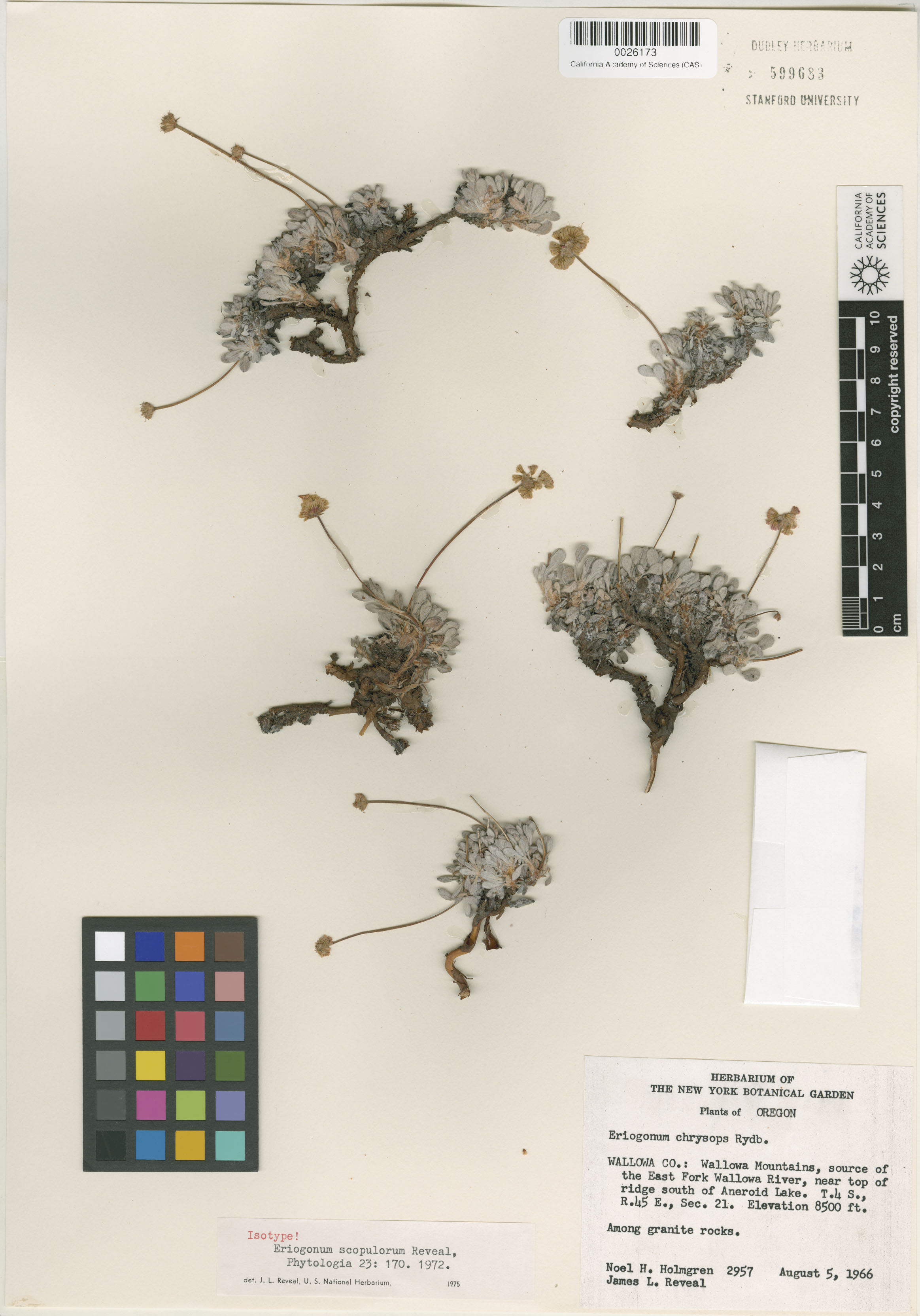 Eriogonum scopulorum image