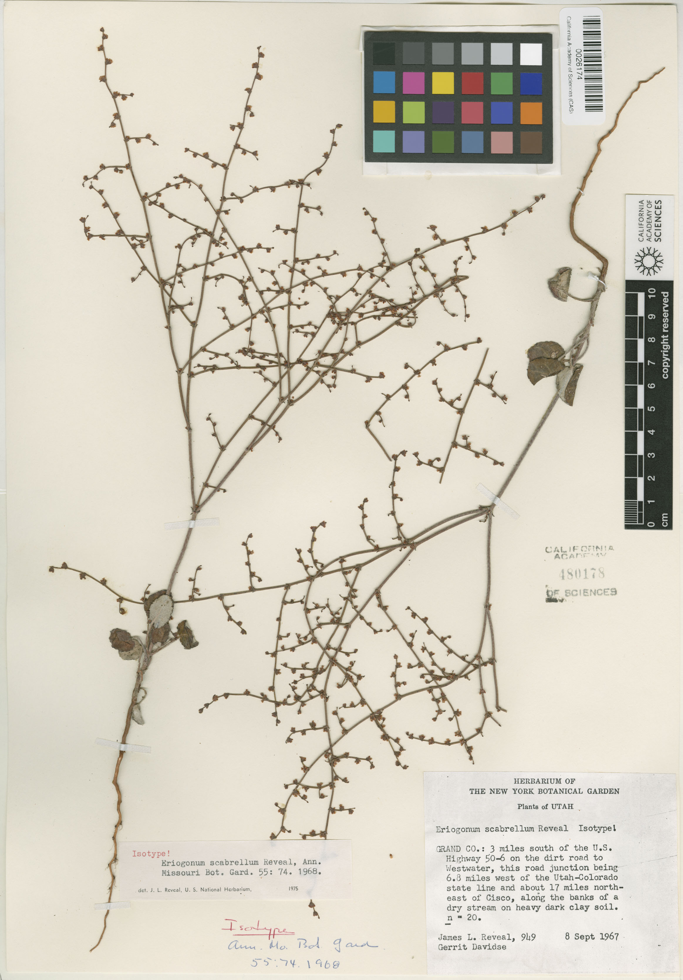 Eriogonum scabrellum image