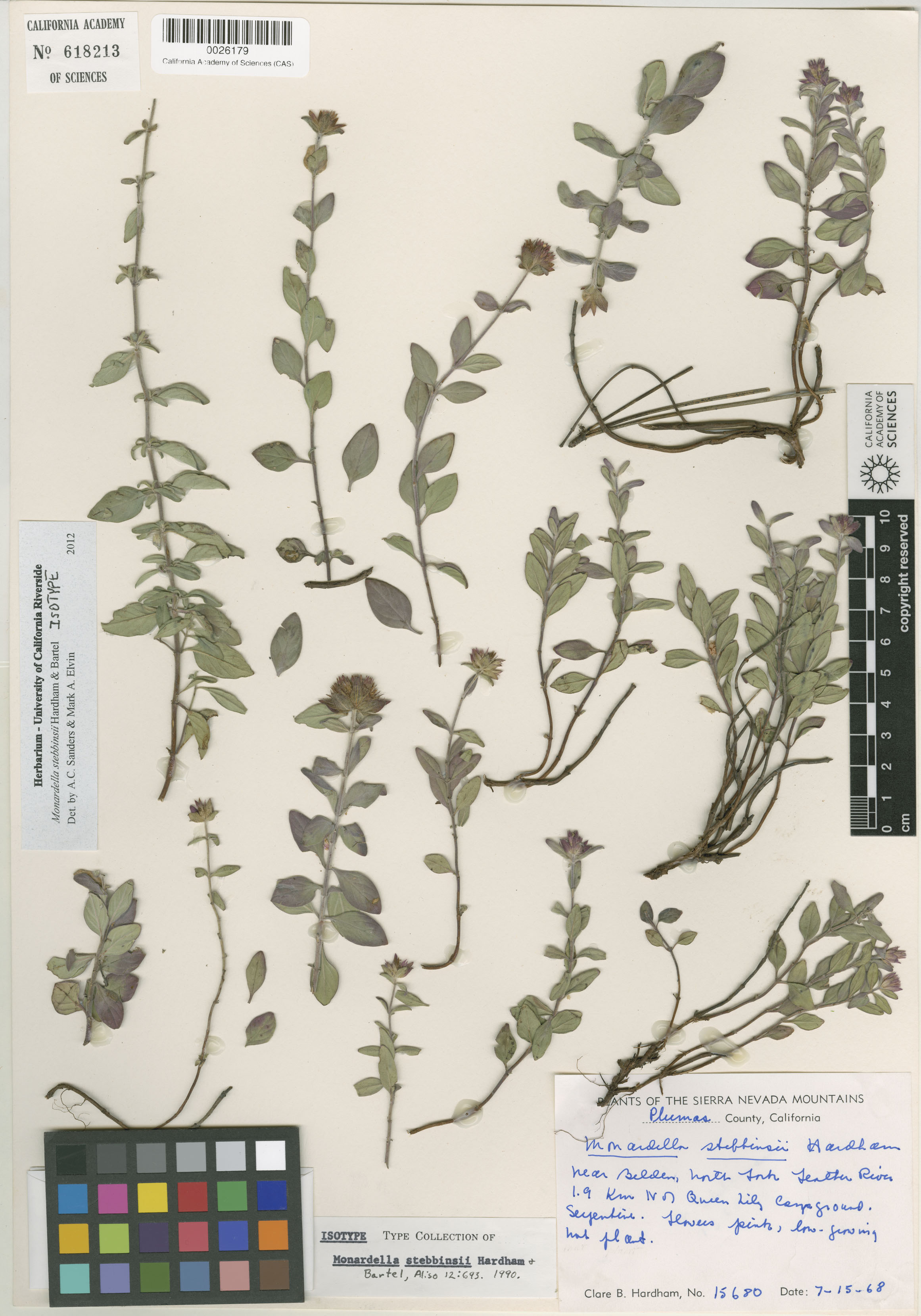 Monardella stebbinsii image