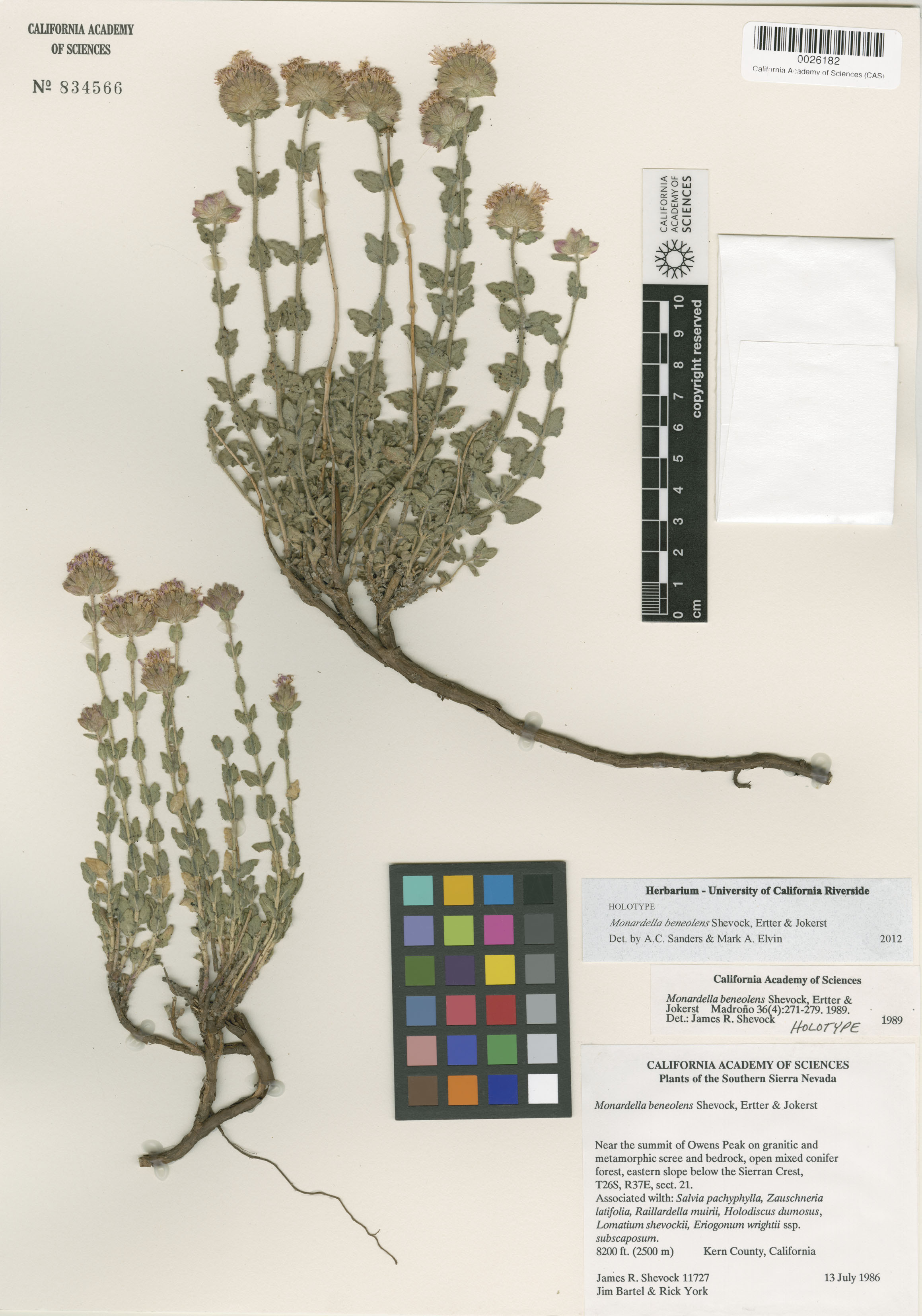 Monardella beneolens image