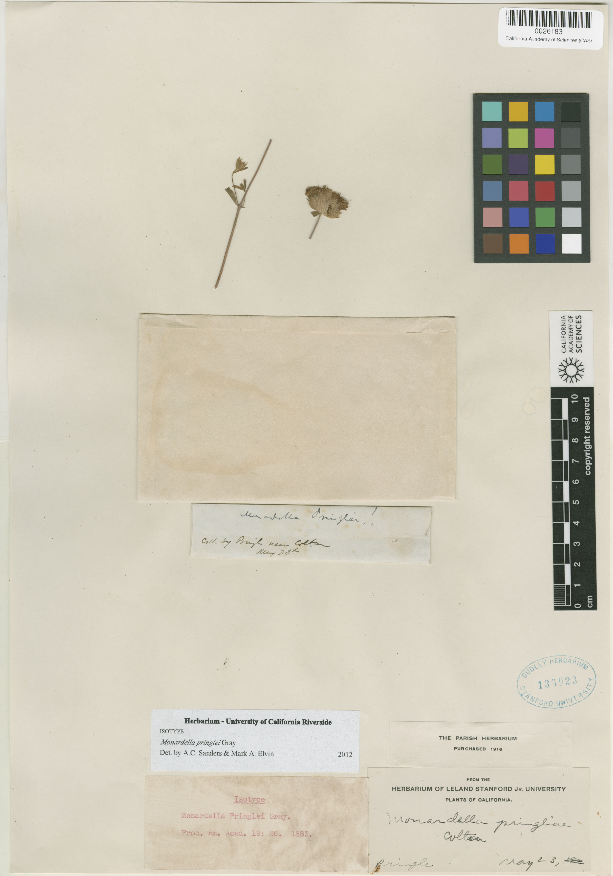 Monardella pringlei image