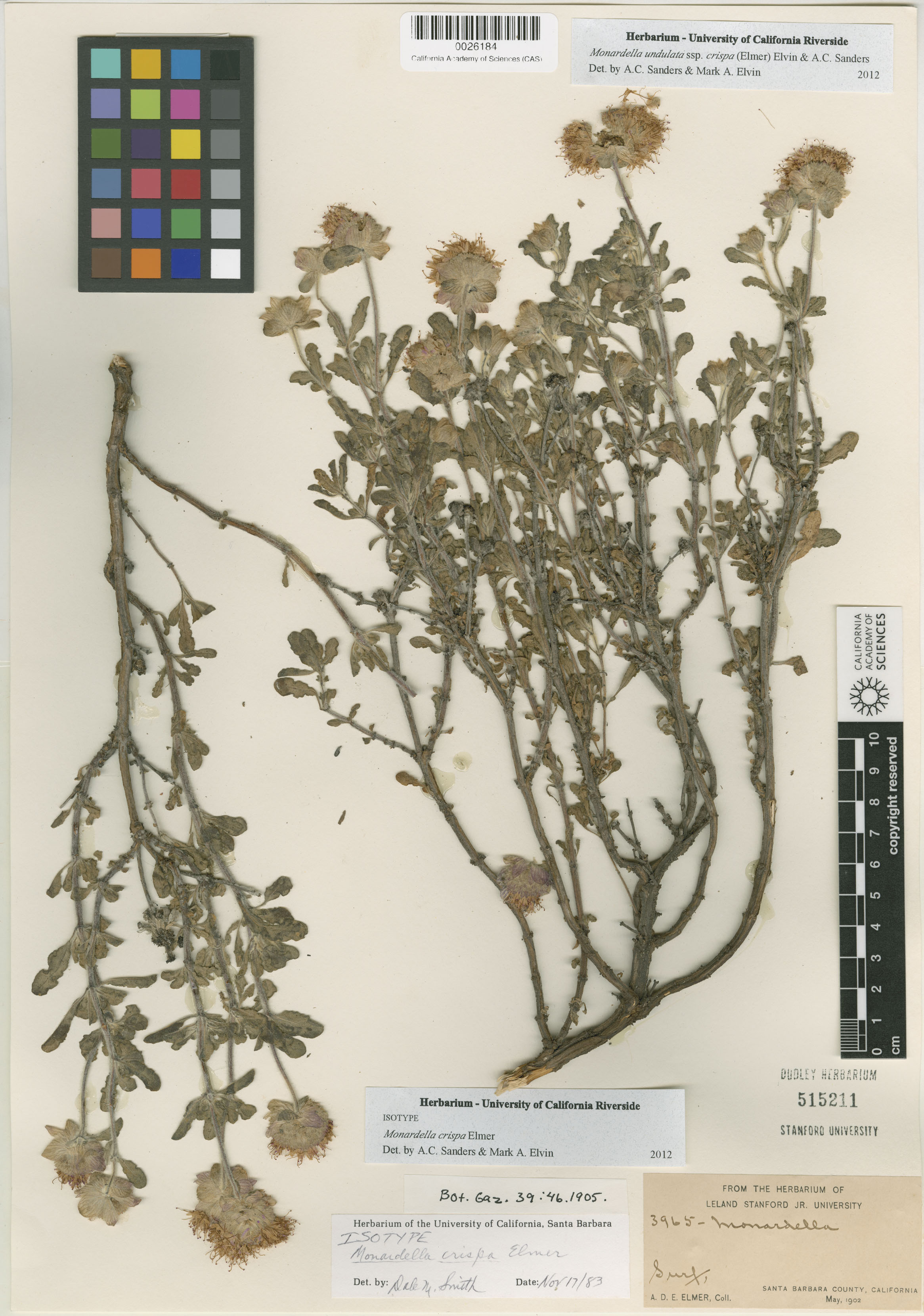 Monardella crispa image