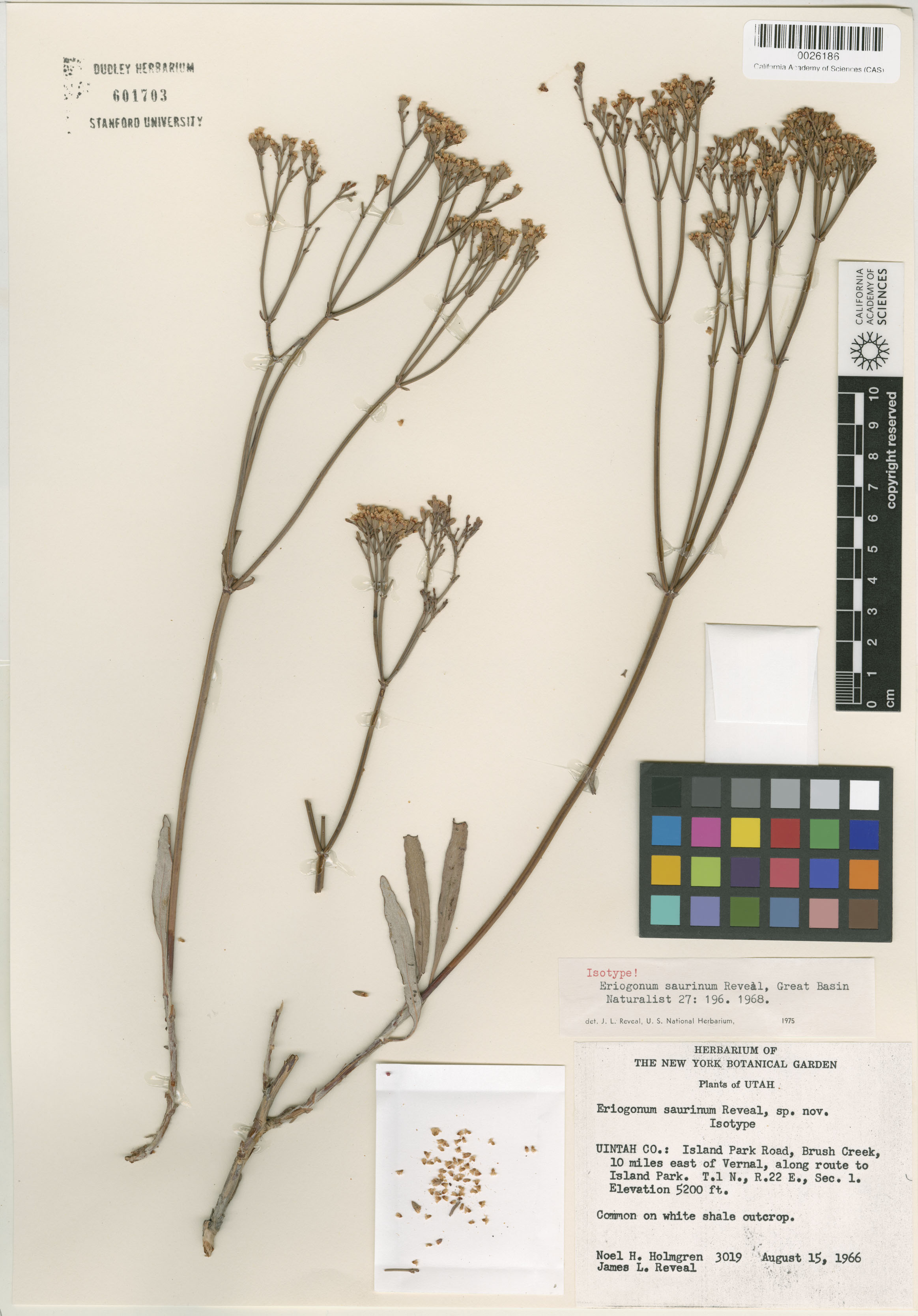 Eriogonum lonchophyllum image