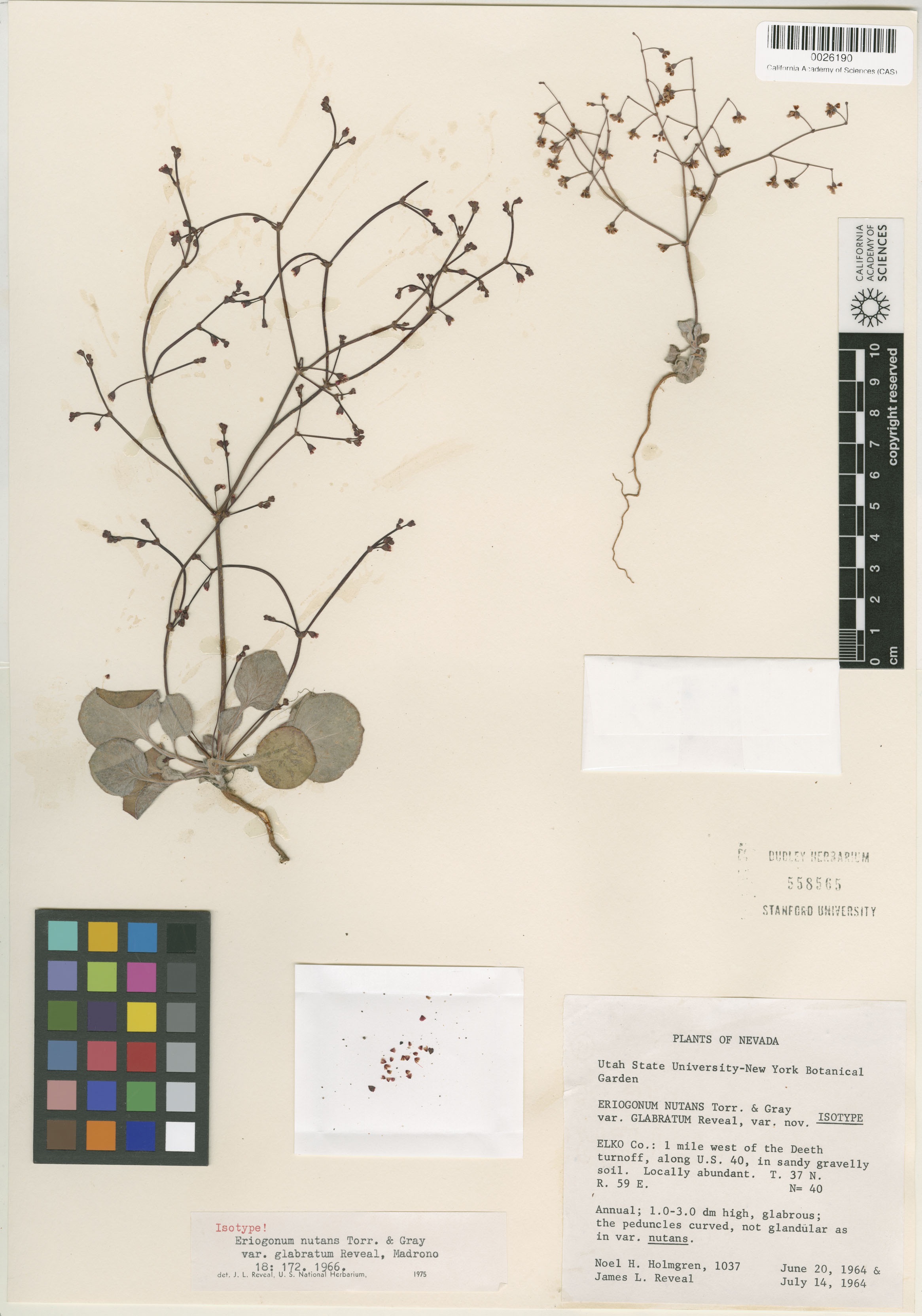 Eriogonum nutans var. glabratum image