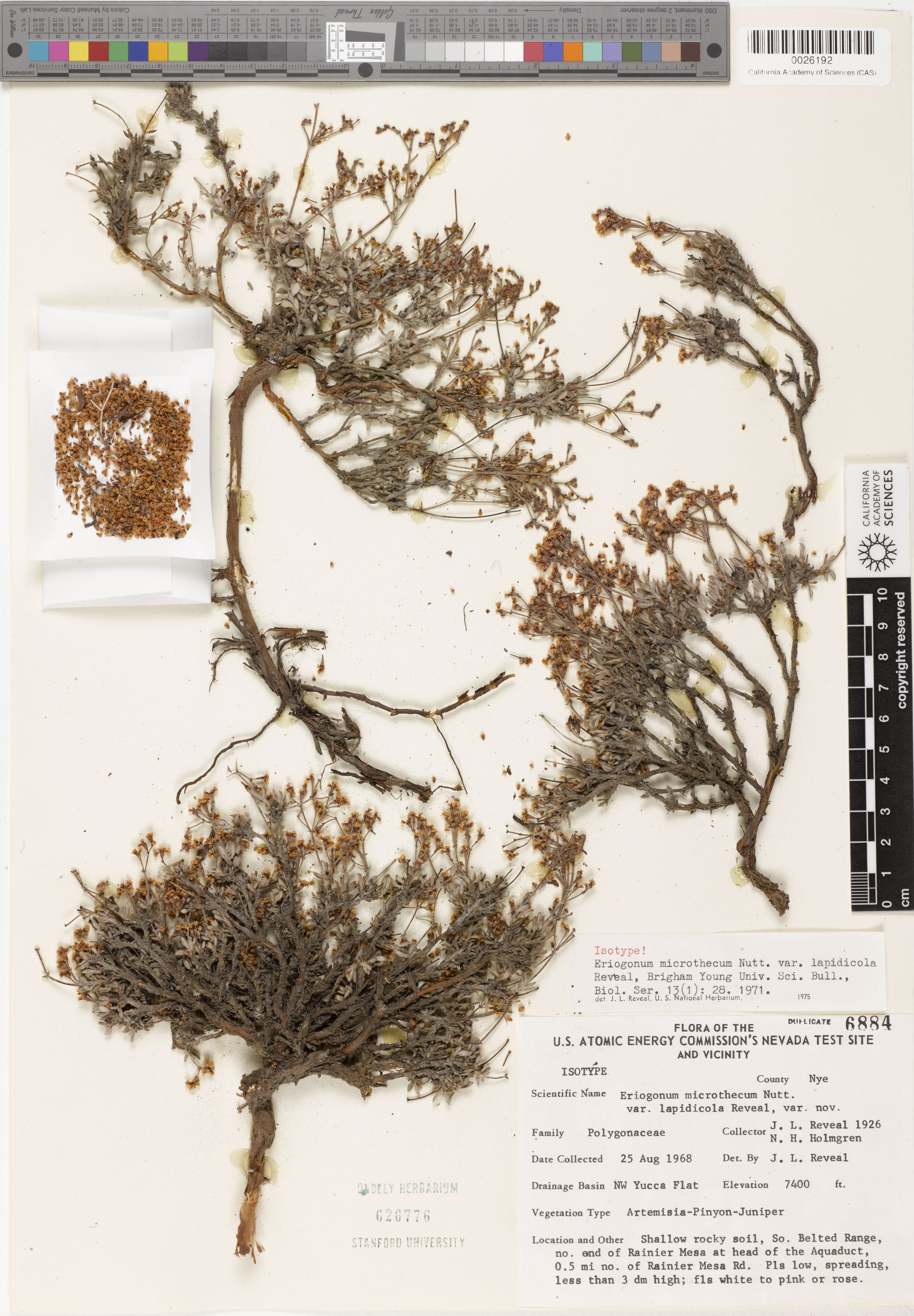 Eriogonum microthecum image