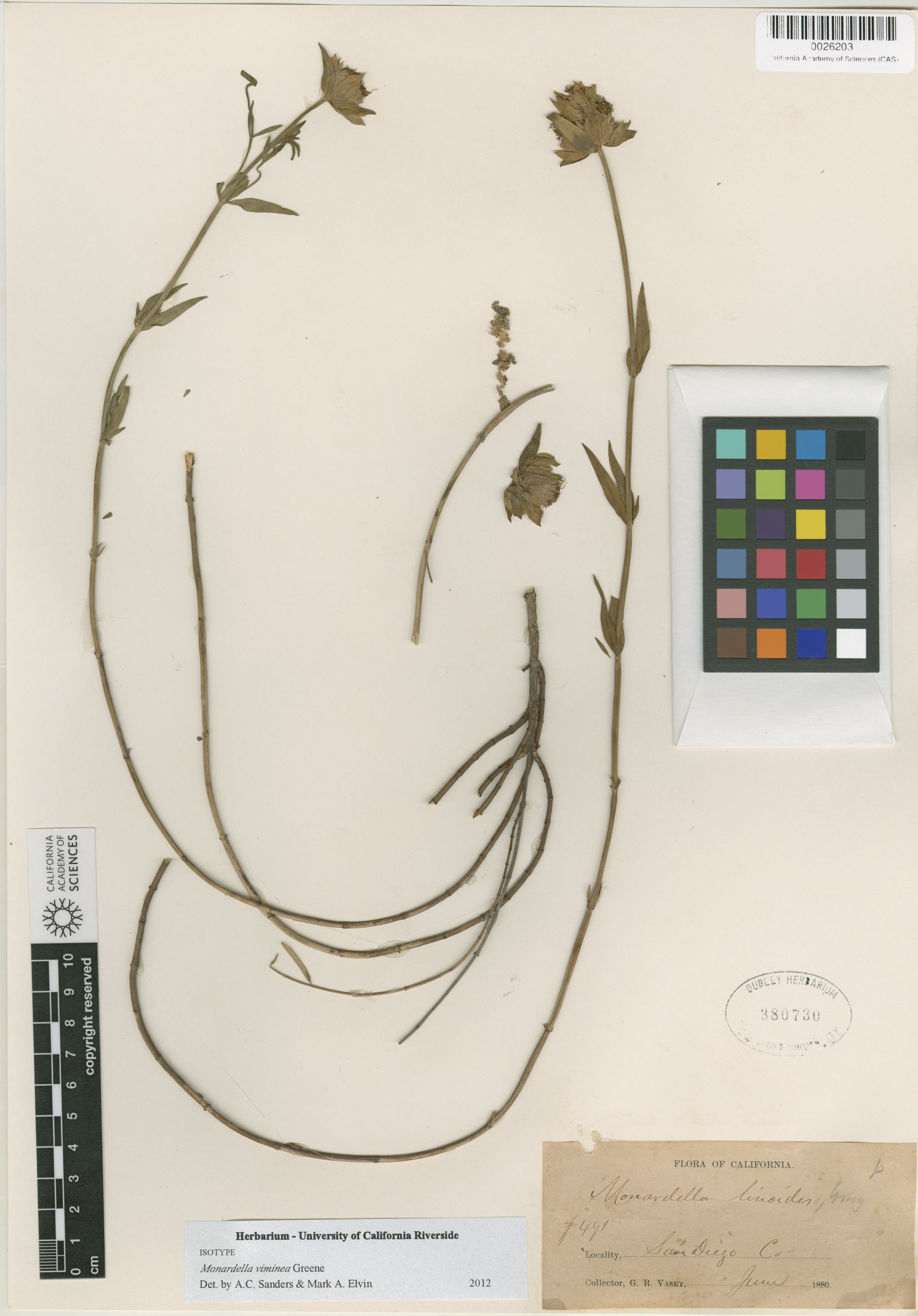 Monardella viminea image