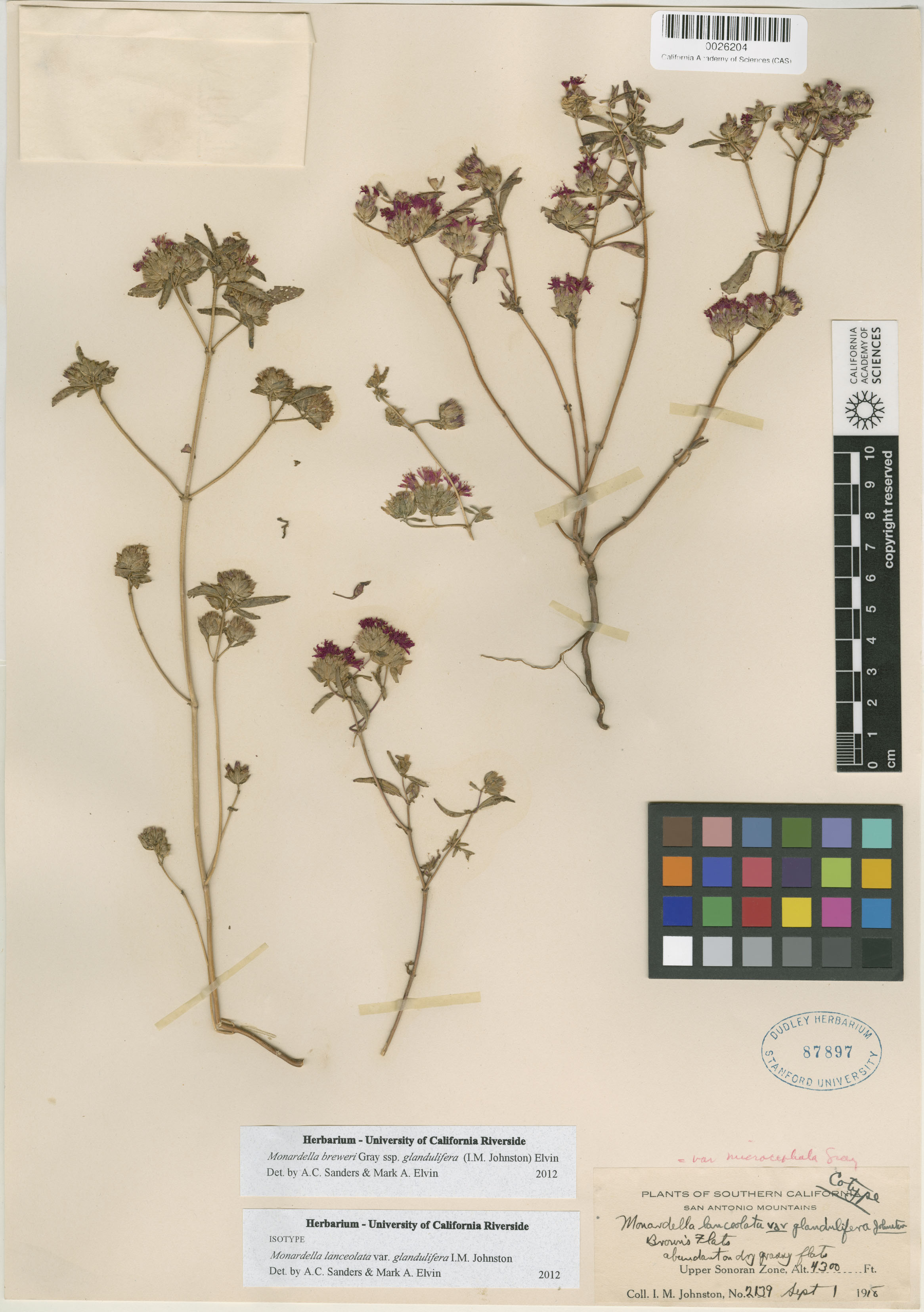 Monardella lanceolata var. glandulifera image