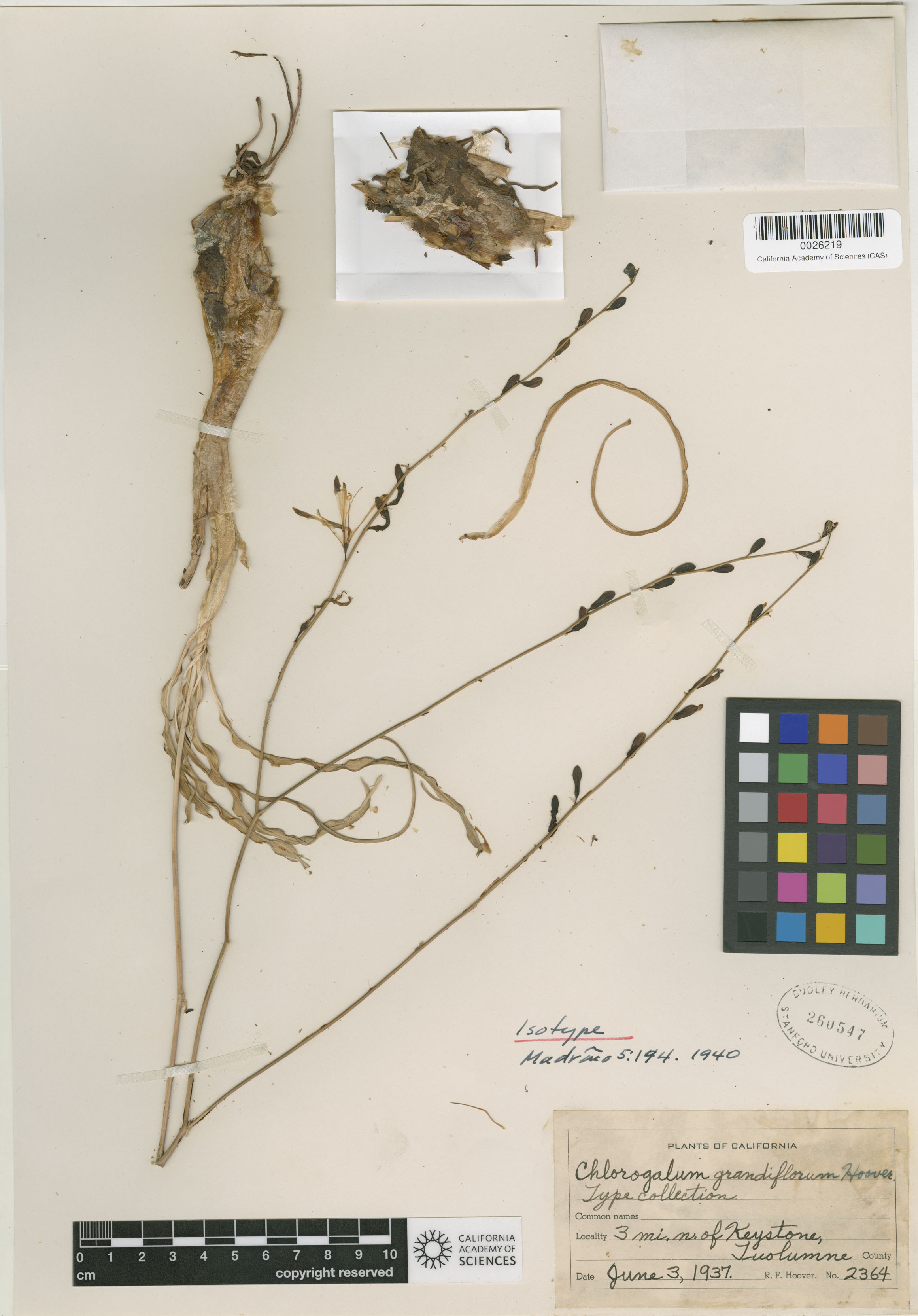 Chlorogalum grandiflorum image