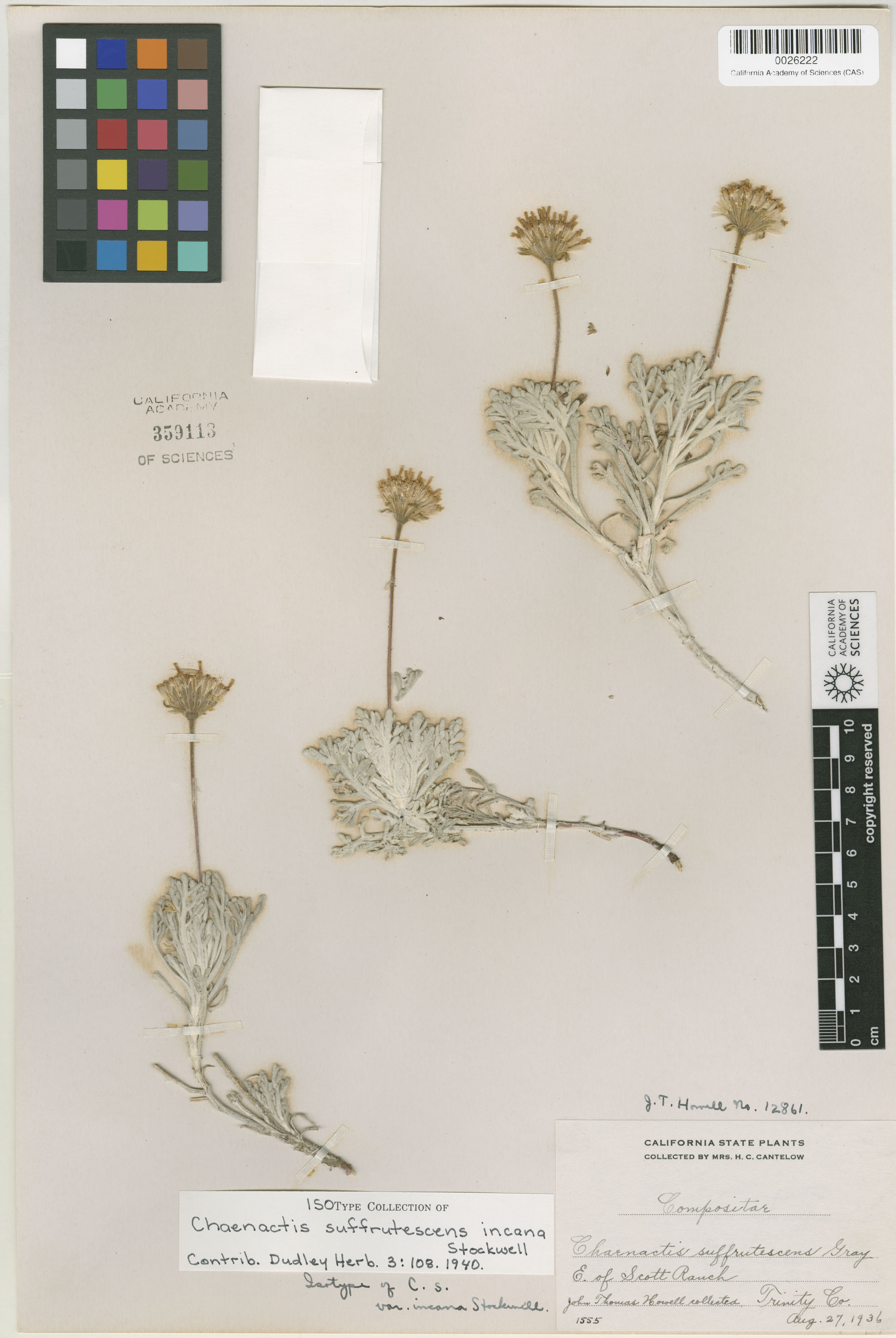 Chaenactis suffrutescens image