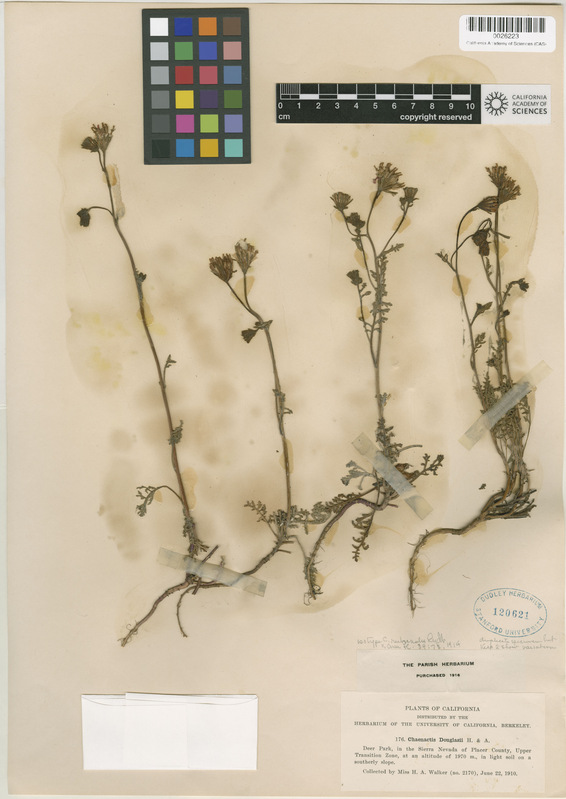 Chaenactis douglasii var. douglasii image