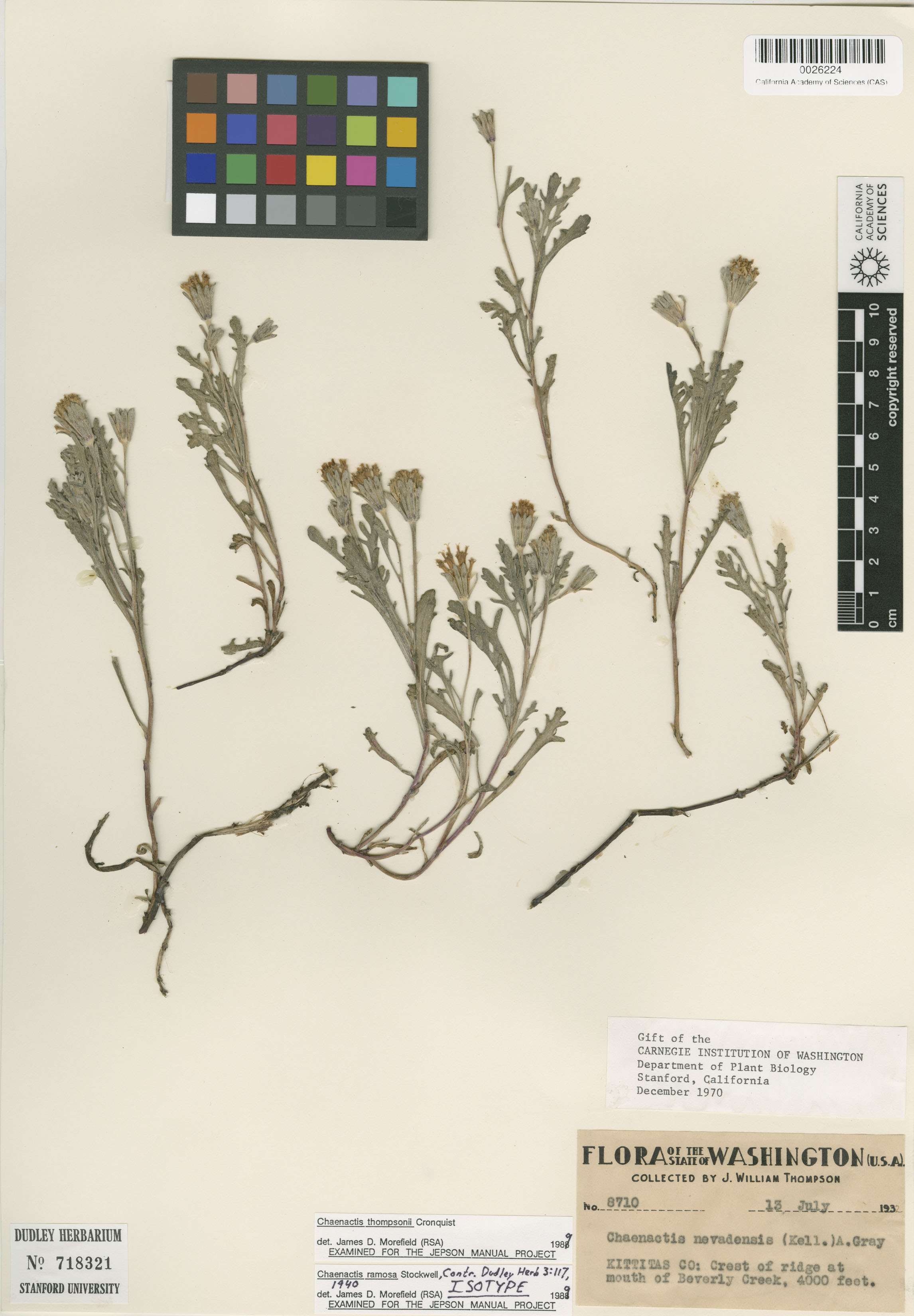 Chaenactis douglasii var. douglasii image