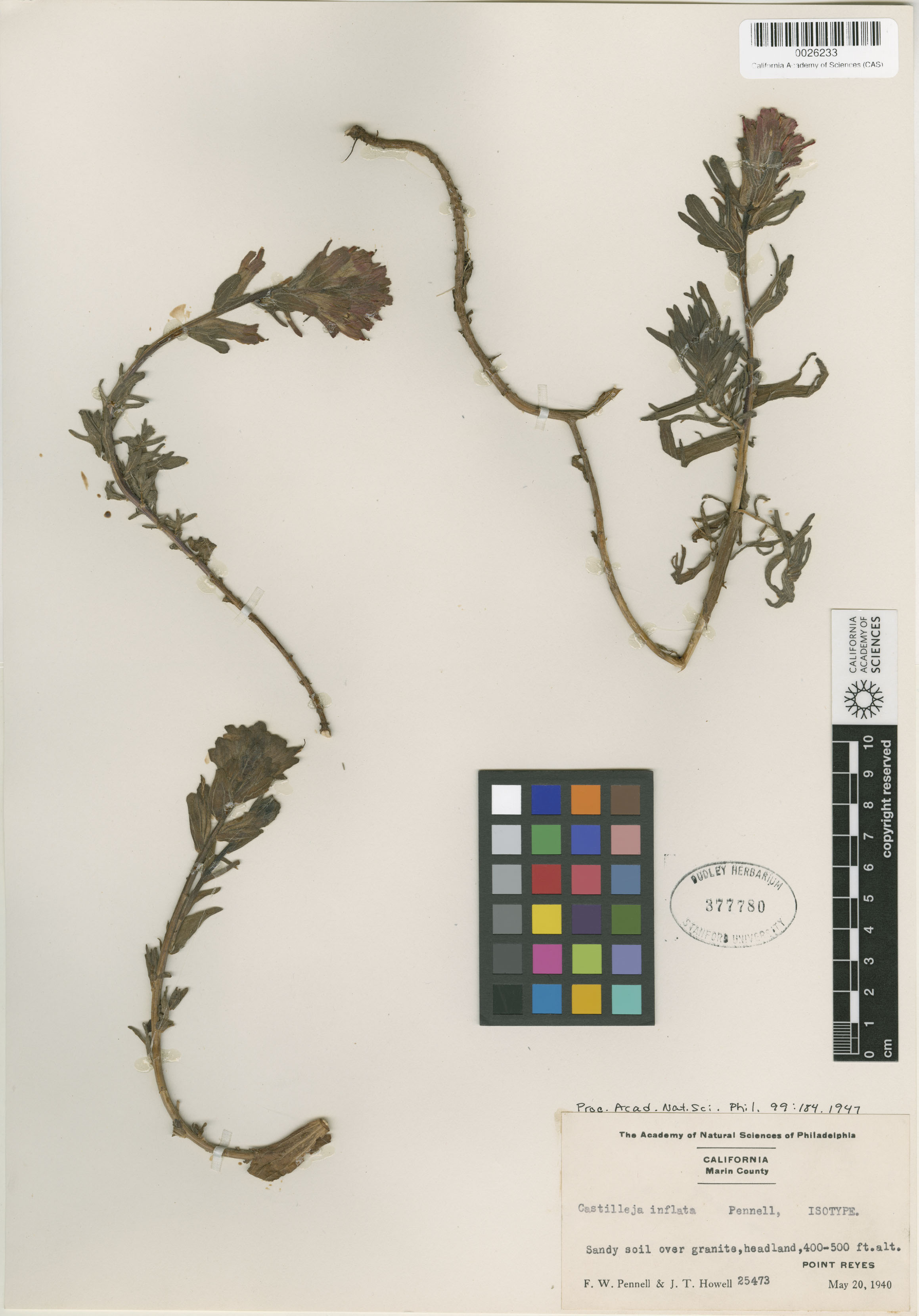 Castilleja inflata image