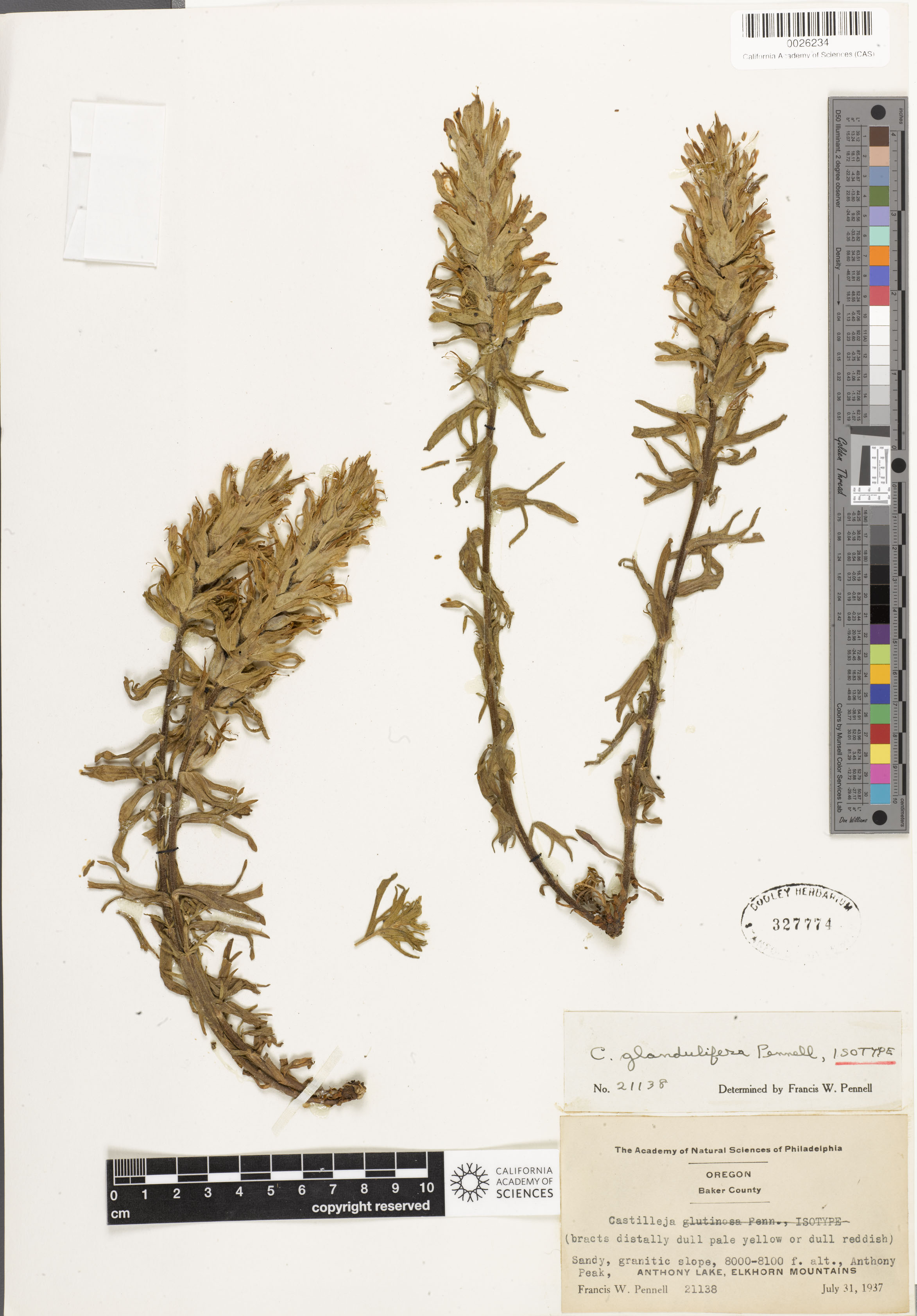 Castilleja glandulifera image