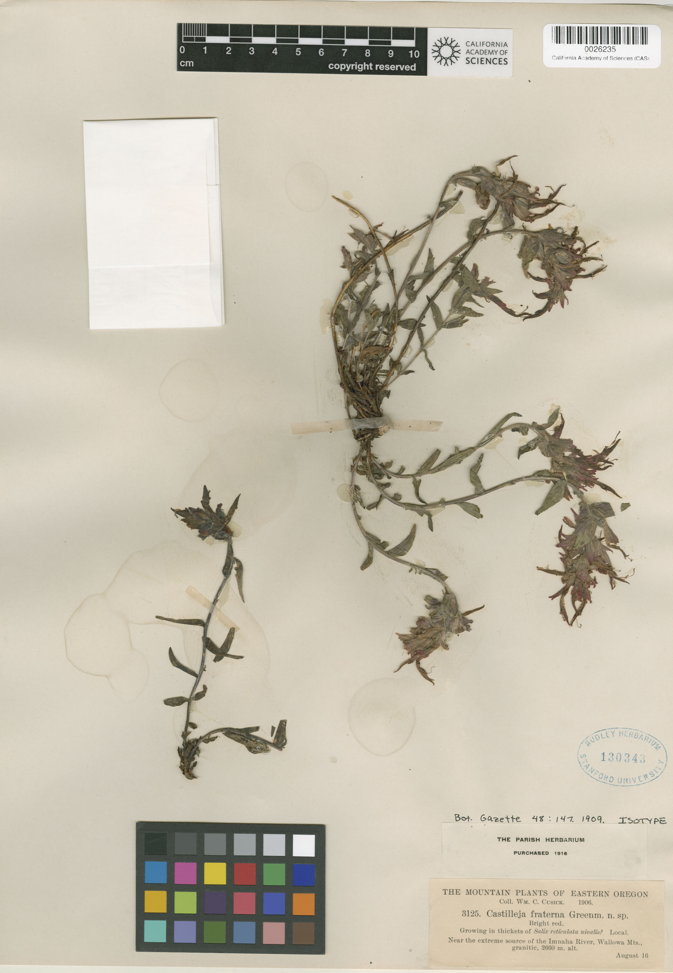 Castilleja fraterna image