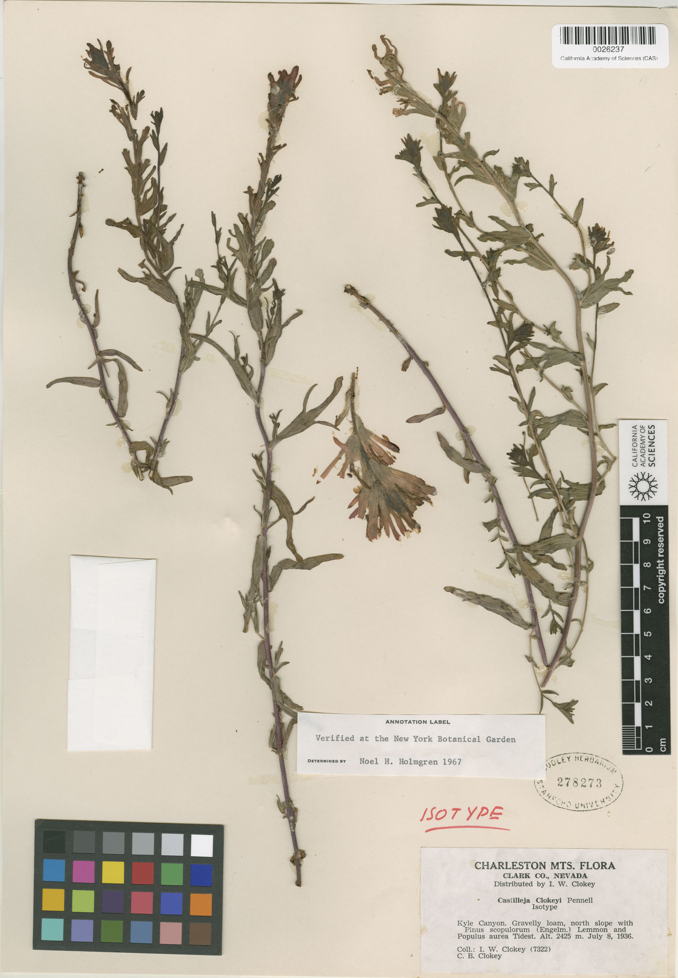 Castilleja clokeyi image