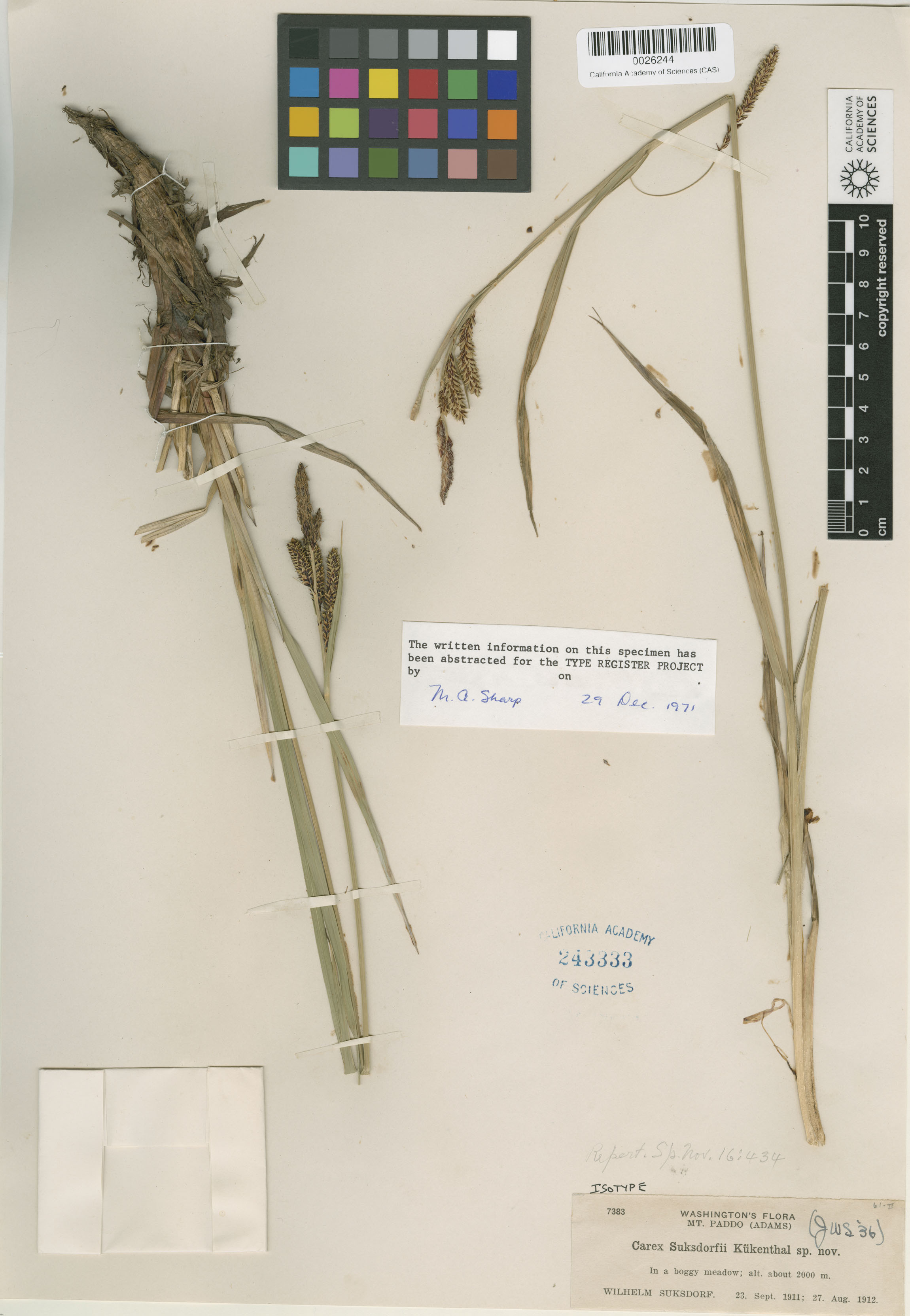 Carex suksdorfii image