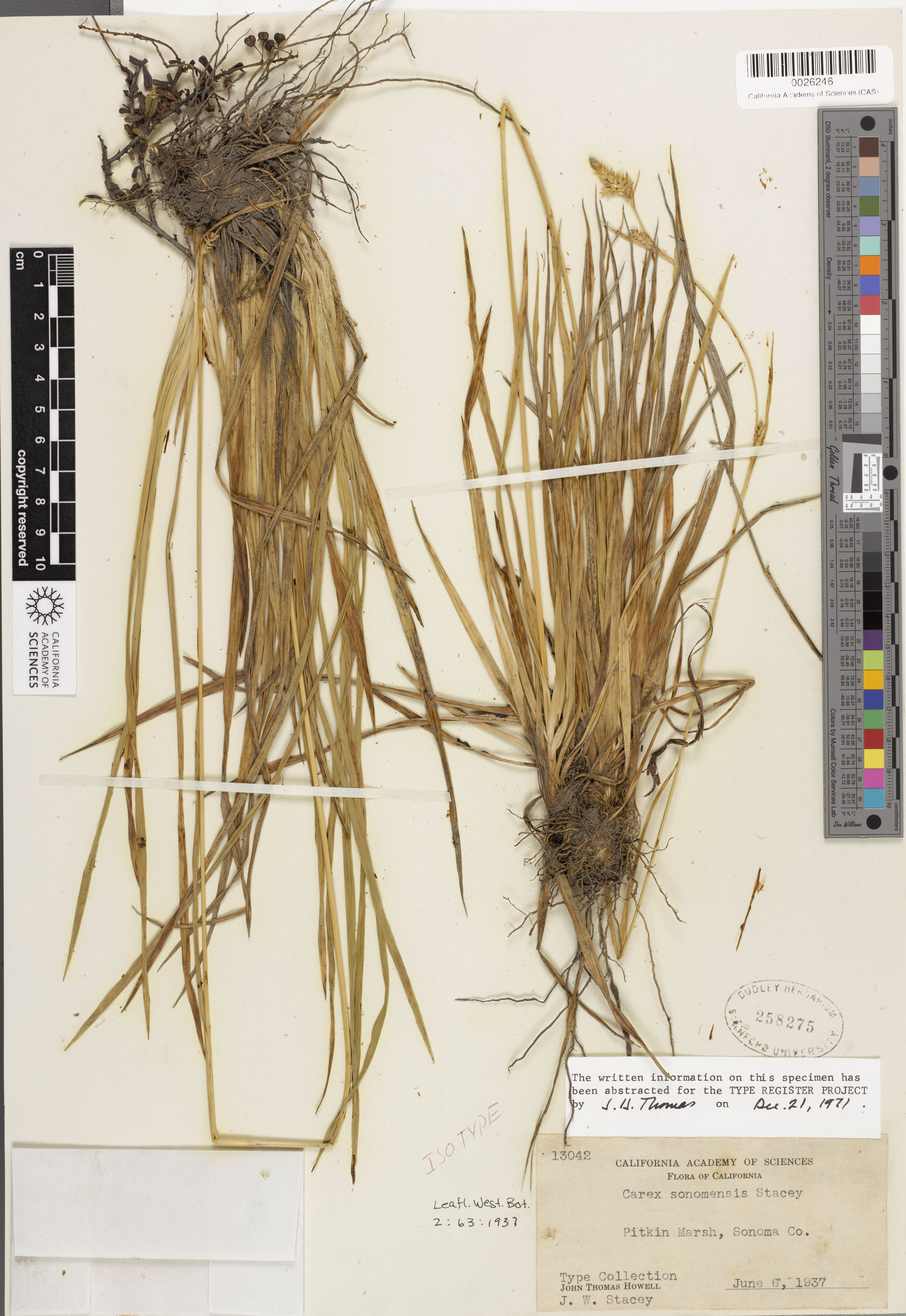 Carex albida image