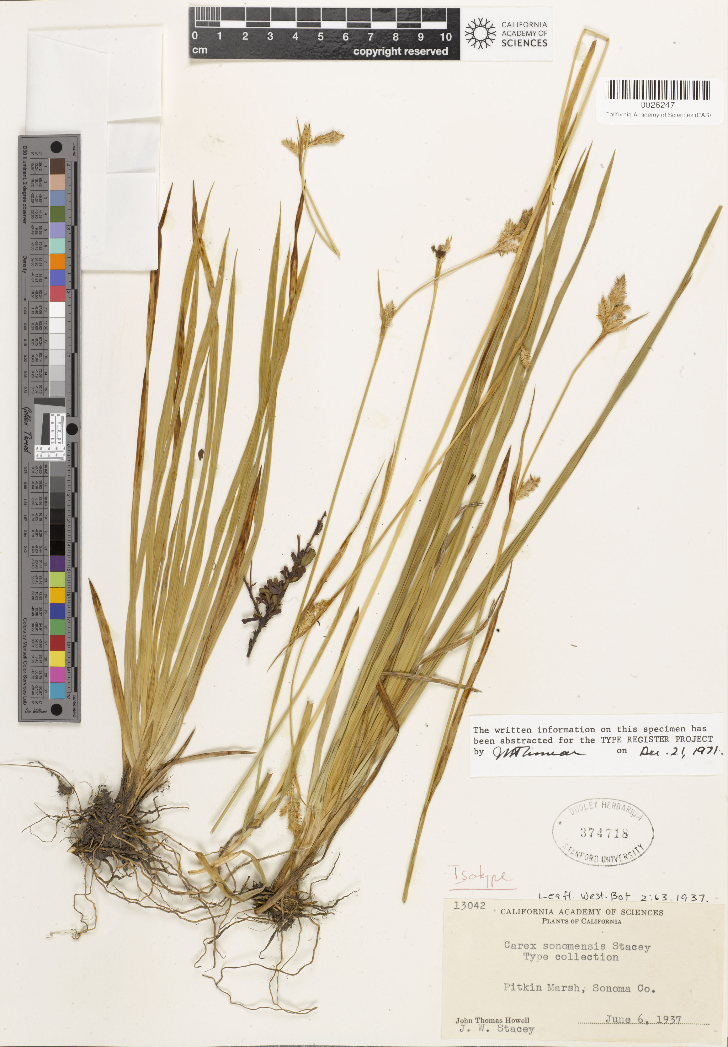 Carex albida image