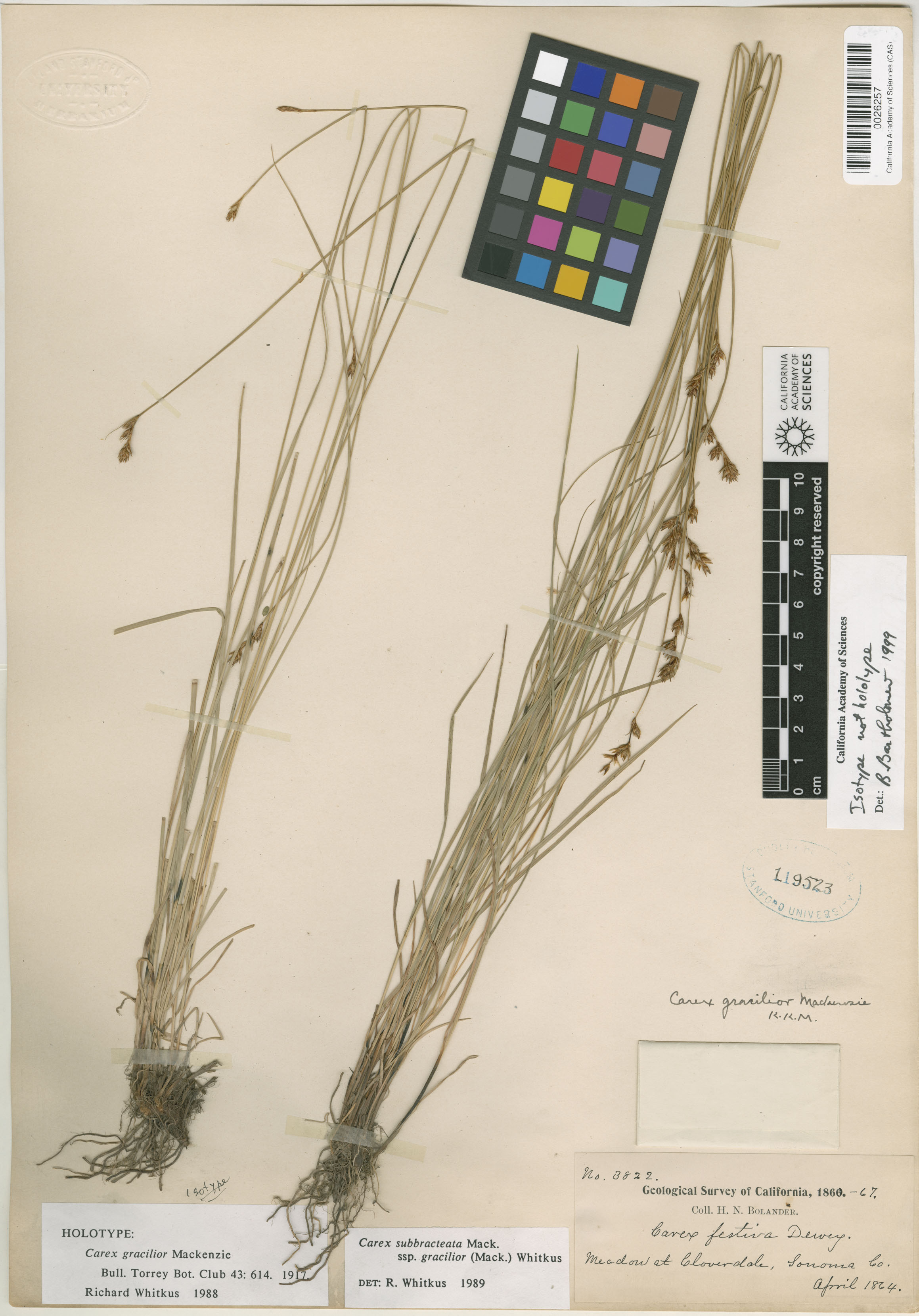 Carex gracilior image