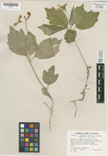 Cardamine constancei image