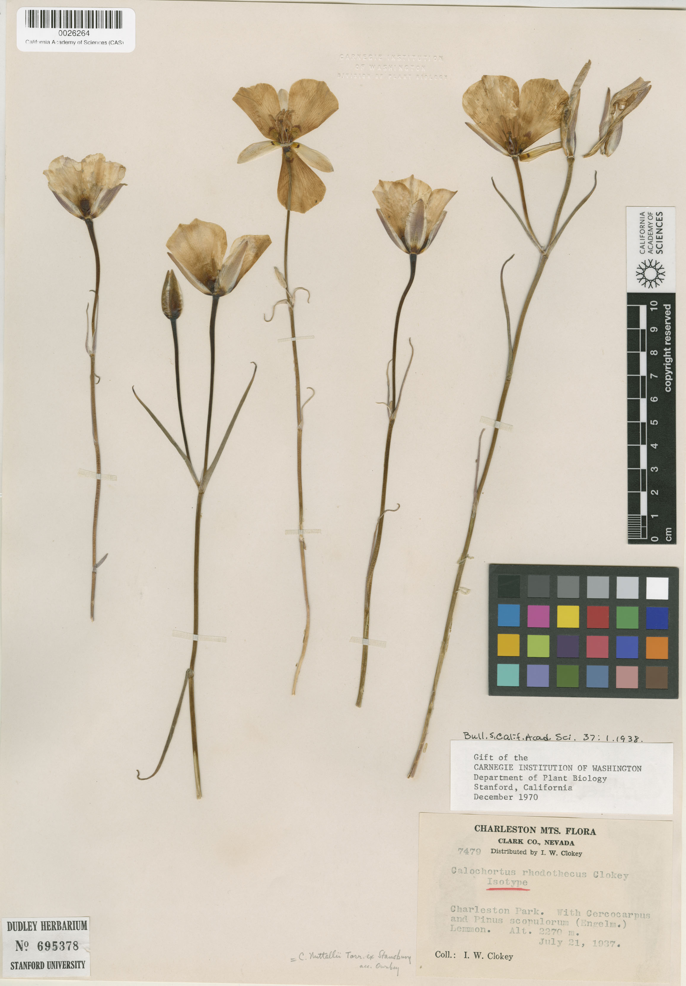 Calochortus pulchellus image