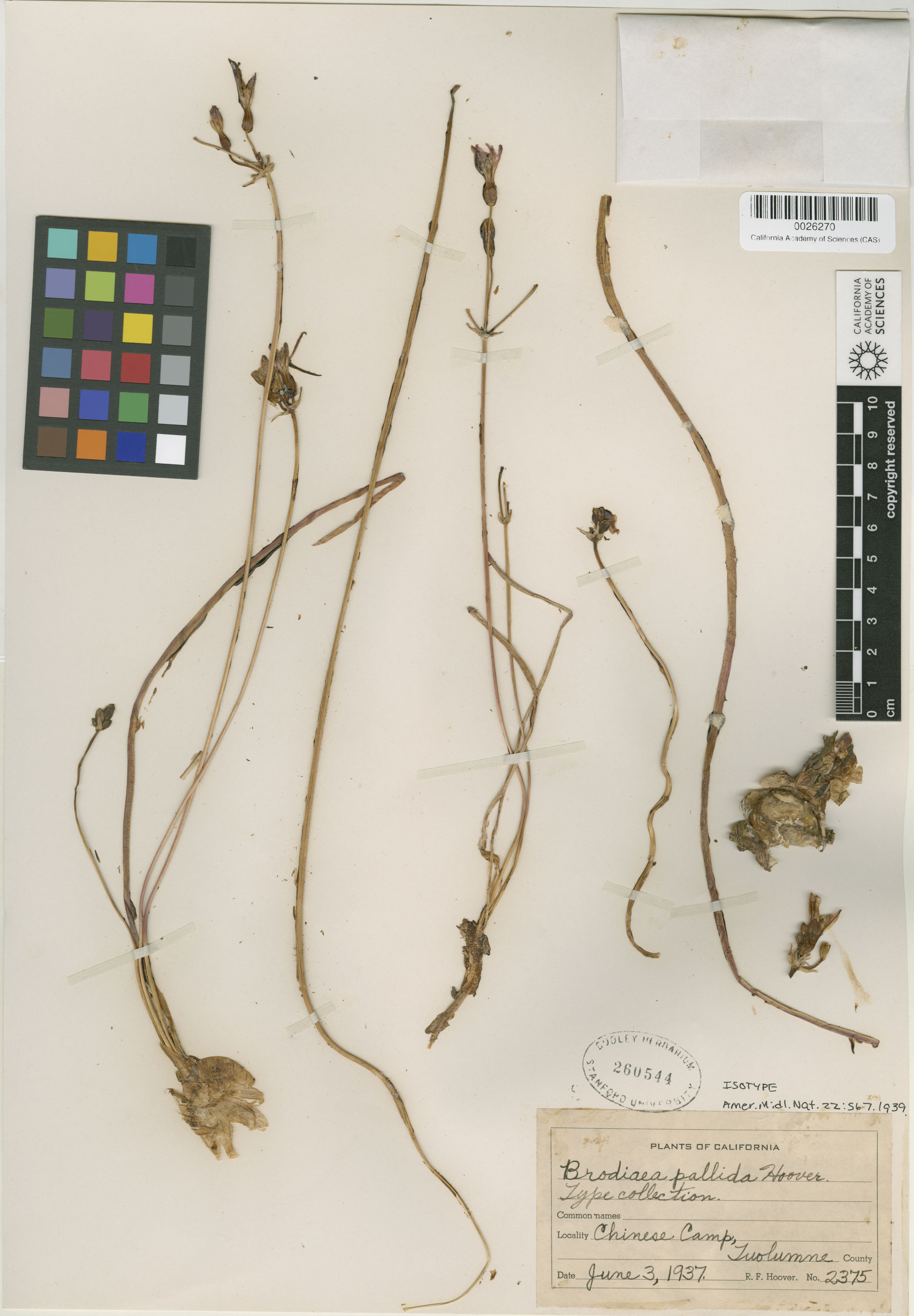 Brodiaea pallida image