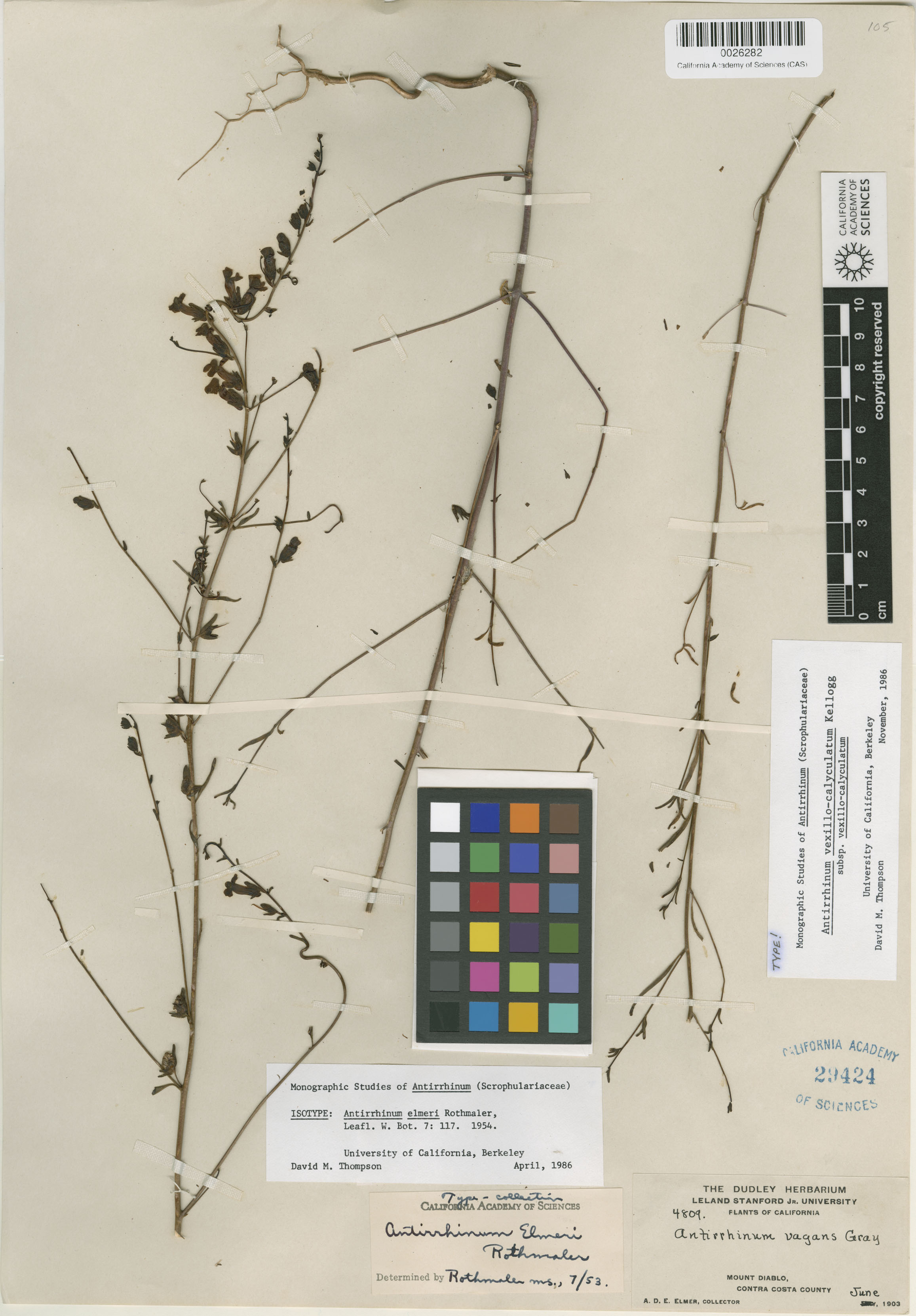 Sairocarpus elmeri image