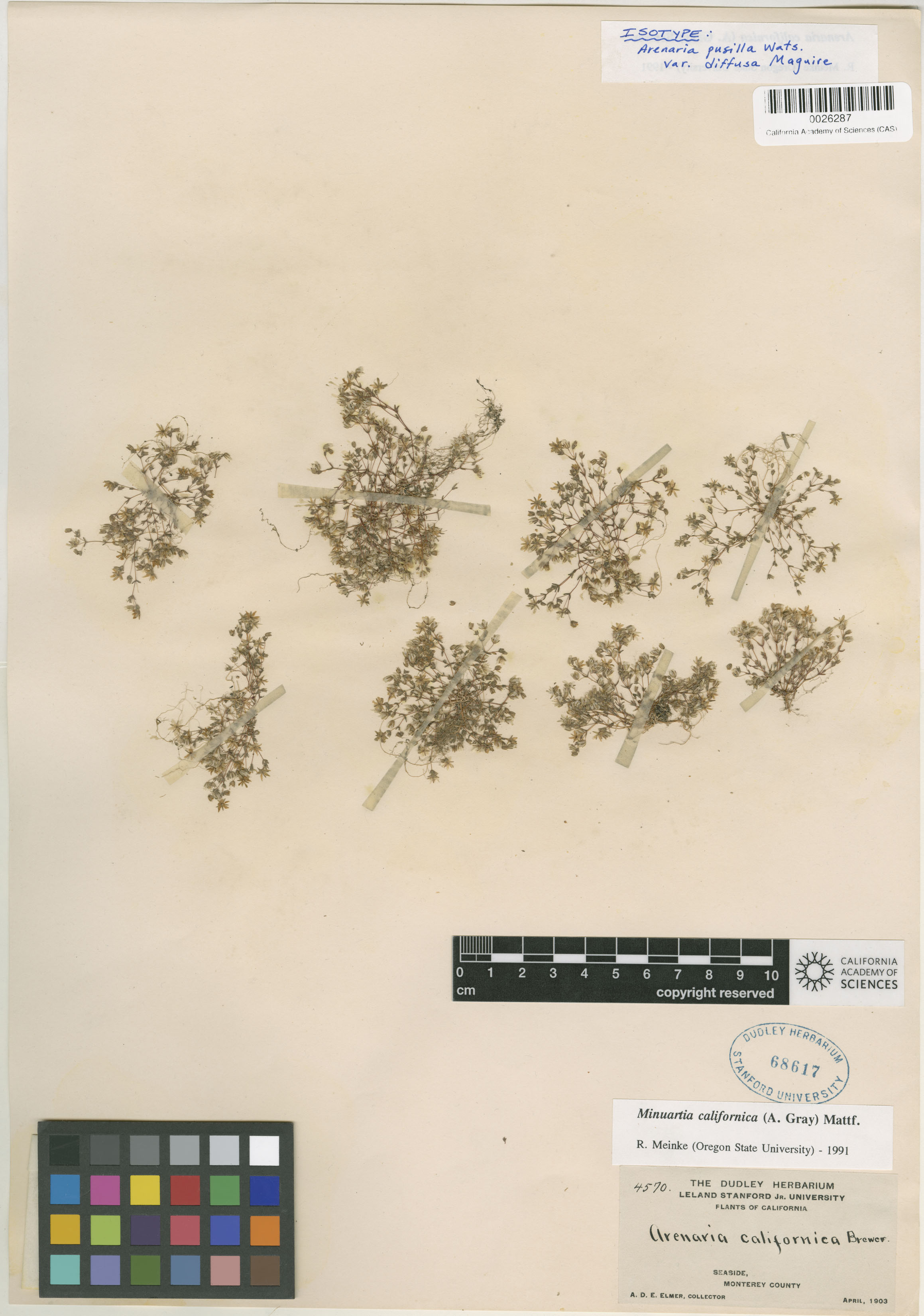 Arenaria pusilla image