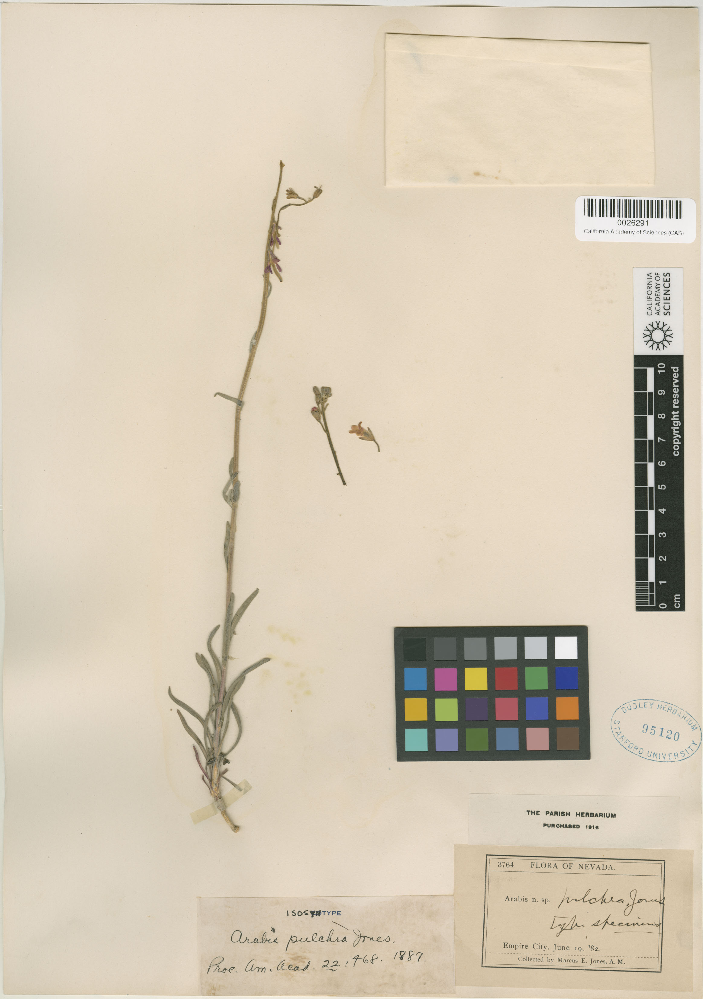 Boechera pulchra image