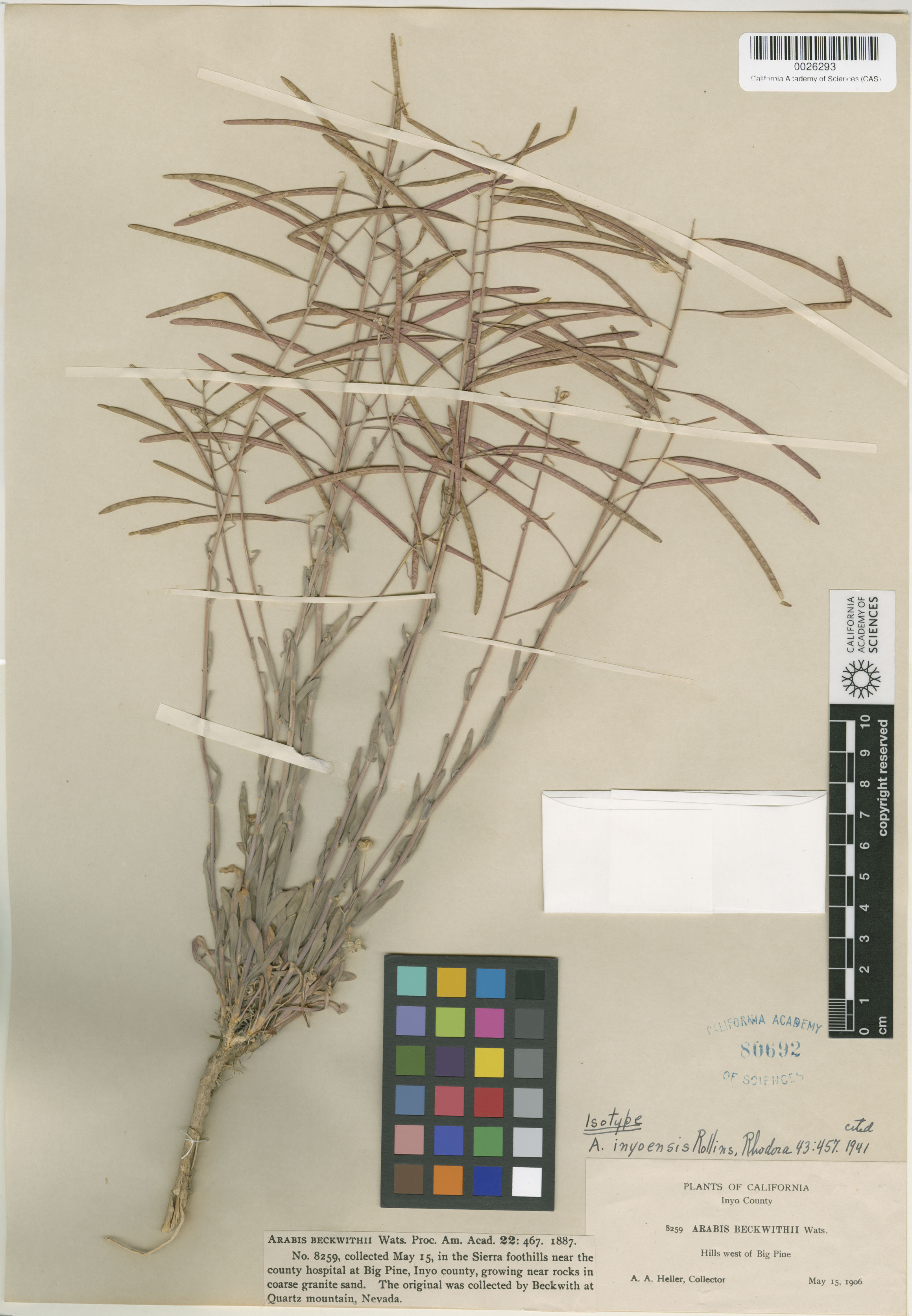 Boechera inyoensis image