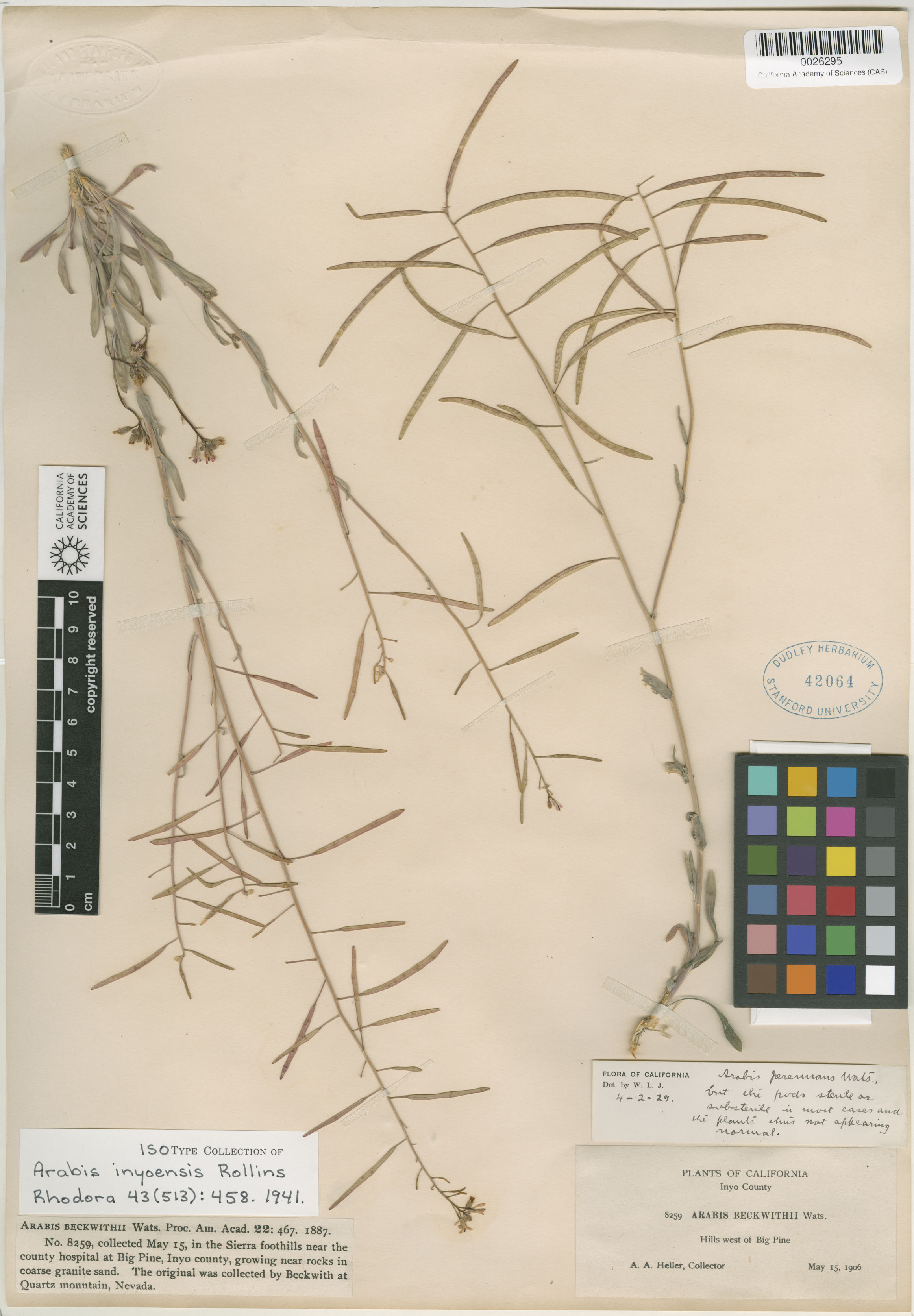 Boechera inyoensis image