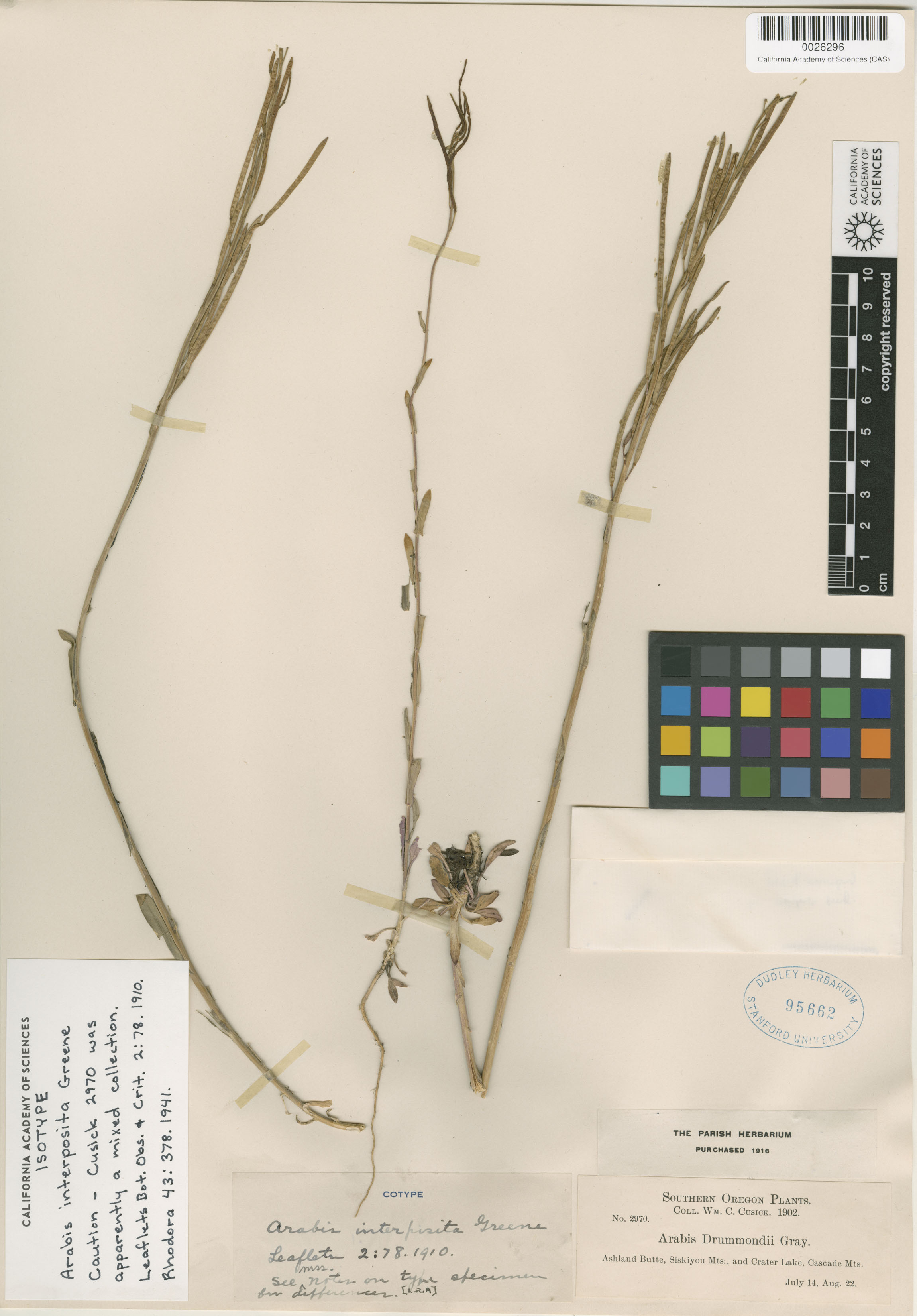 Boechera acutina image