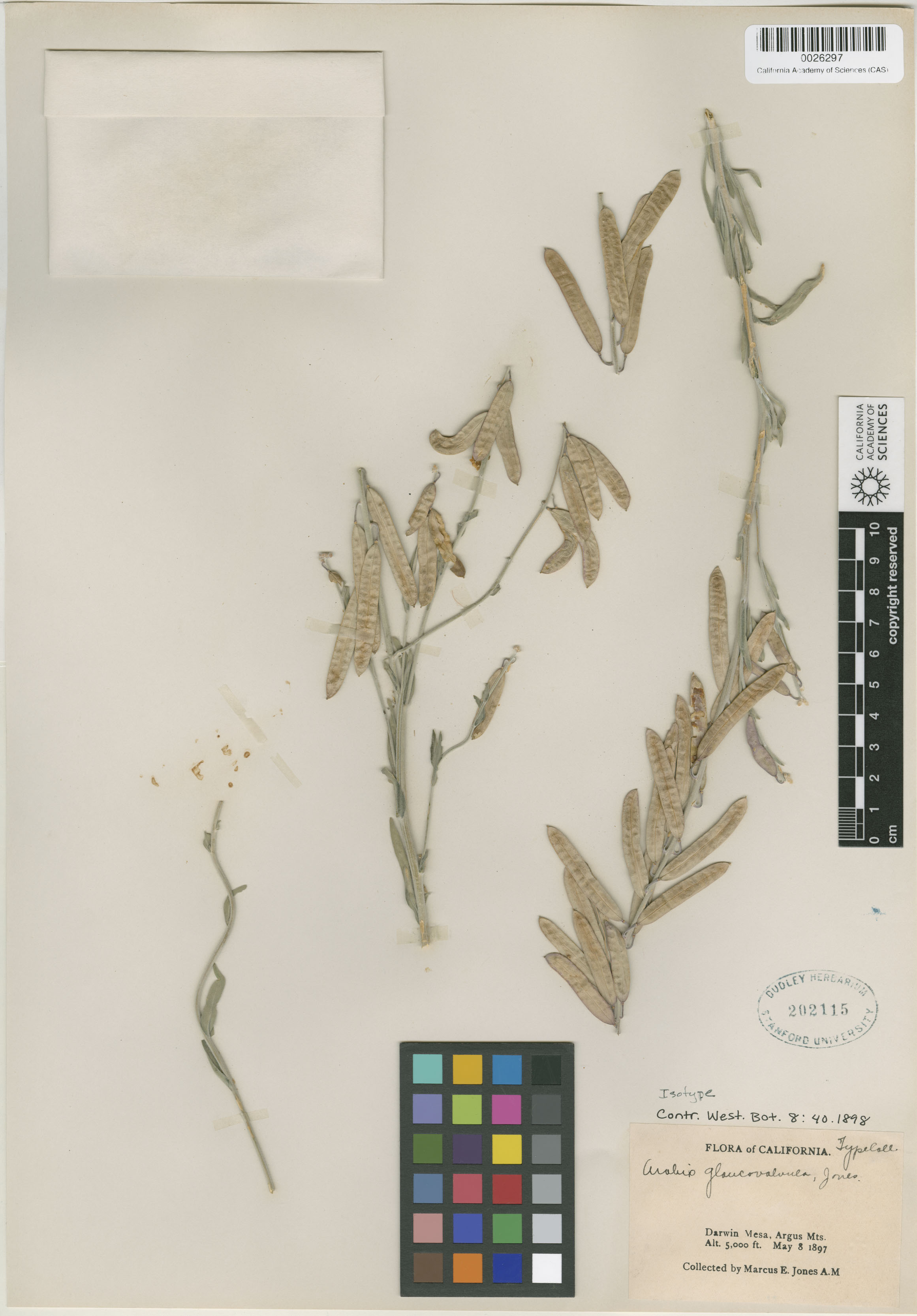 Boechera glaucovalvula image