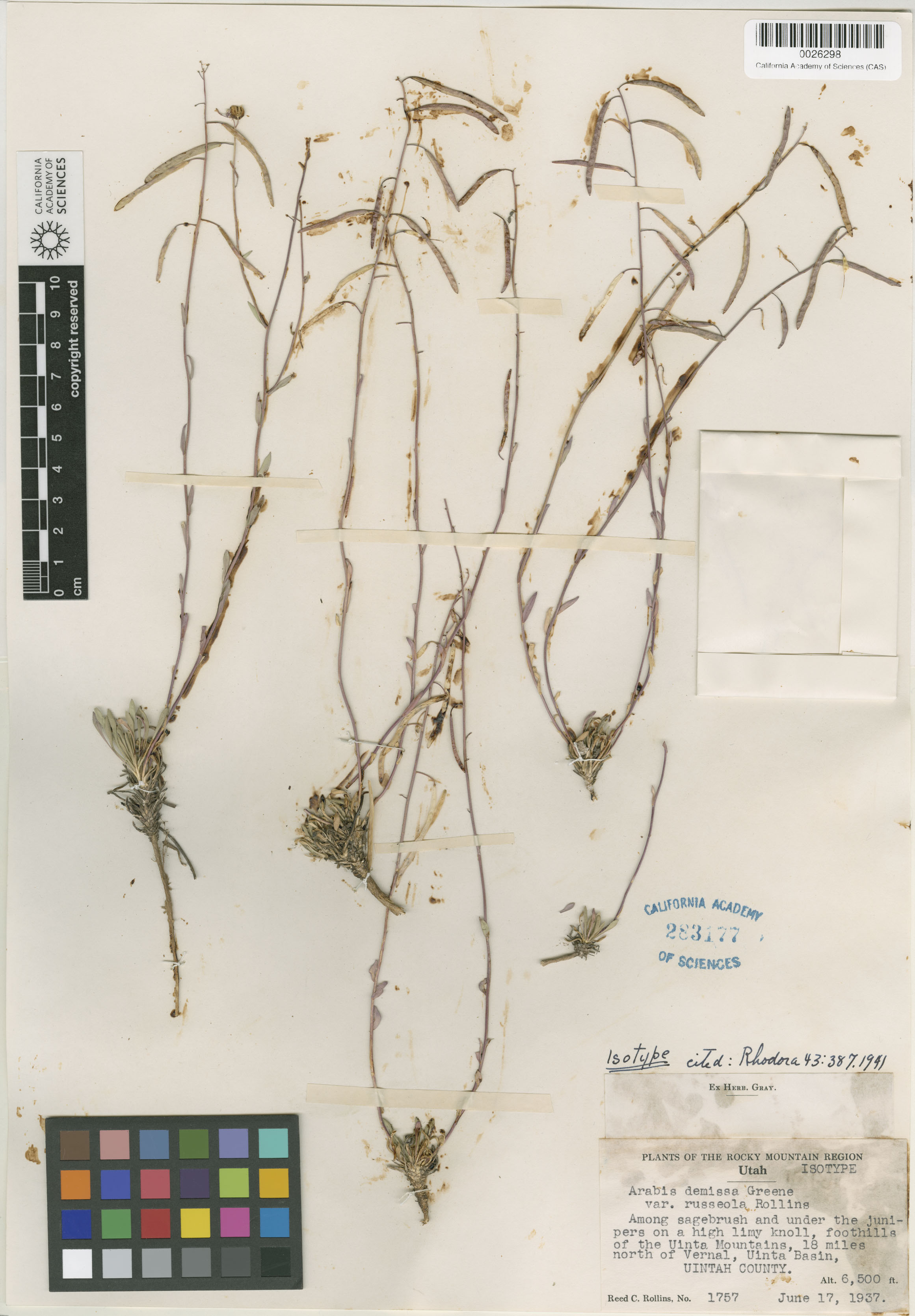 Boechera pendulina image