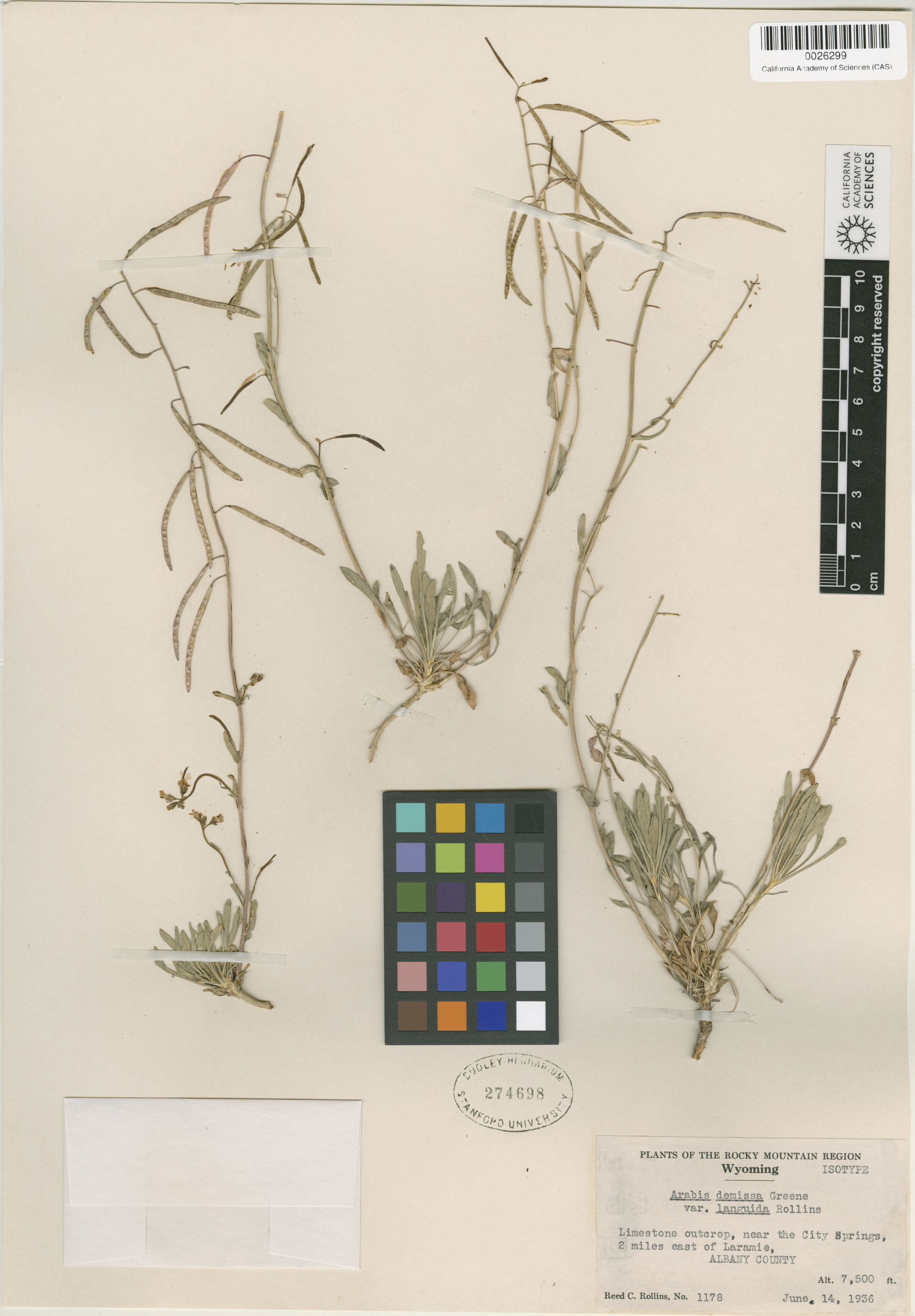 Boechera languida image