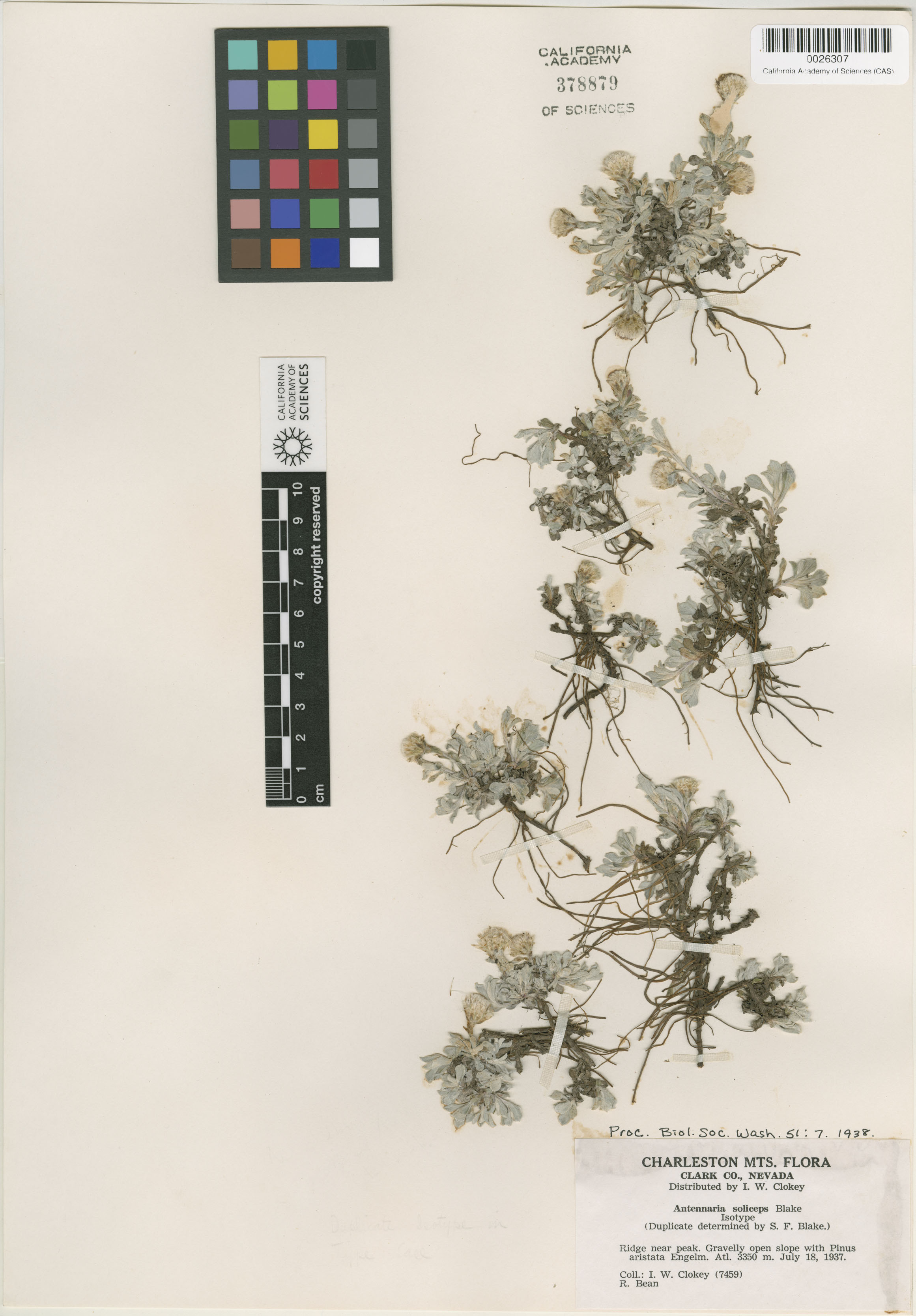 Antennaria soliceps image