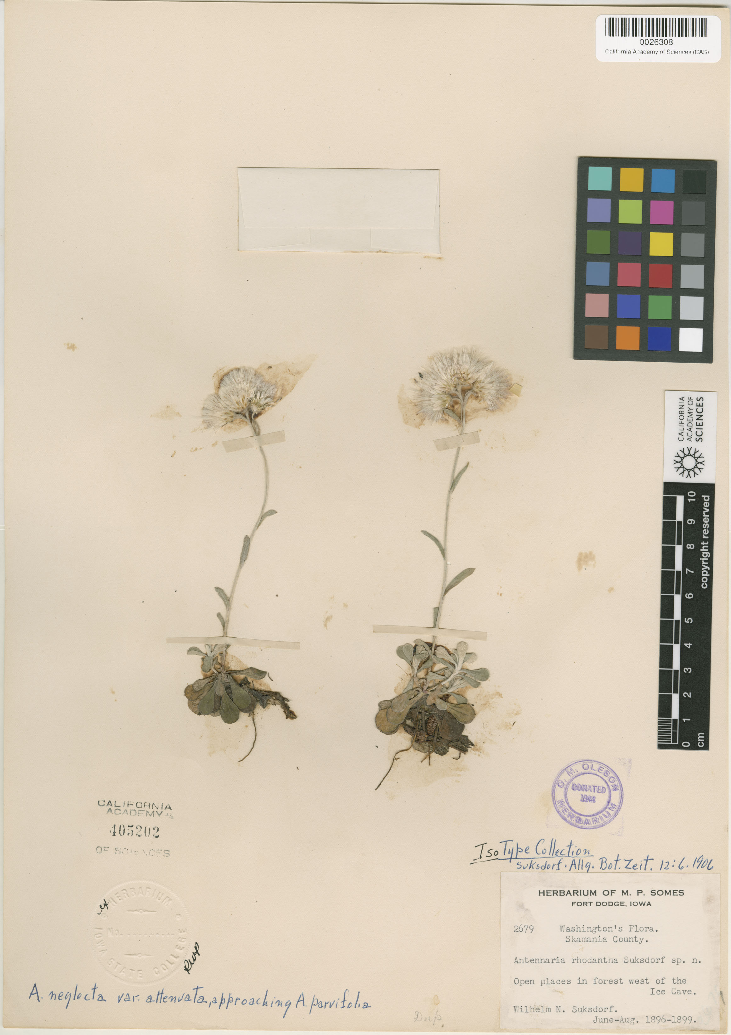 Antennaria howellii ssp. neodioica image