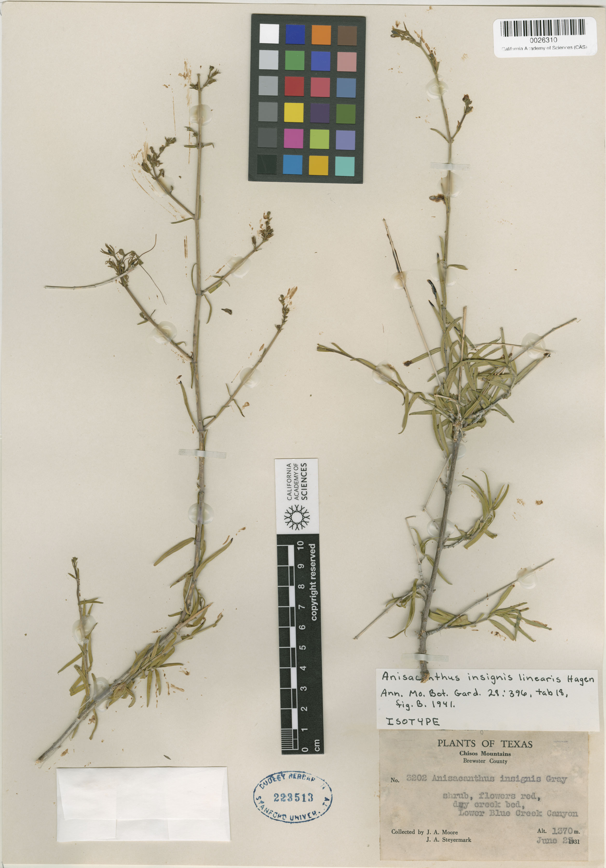 Anisacanthus linearis image