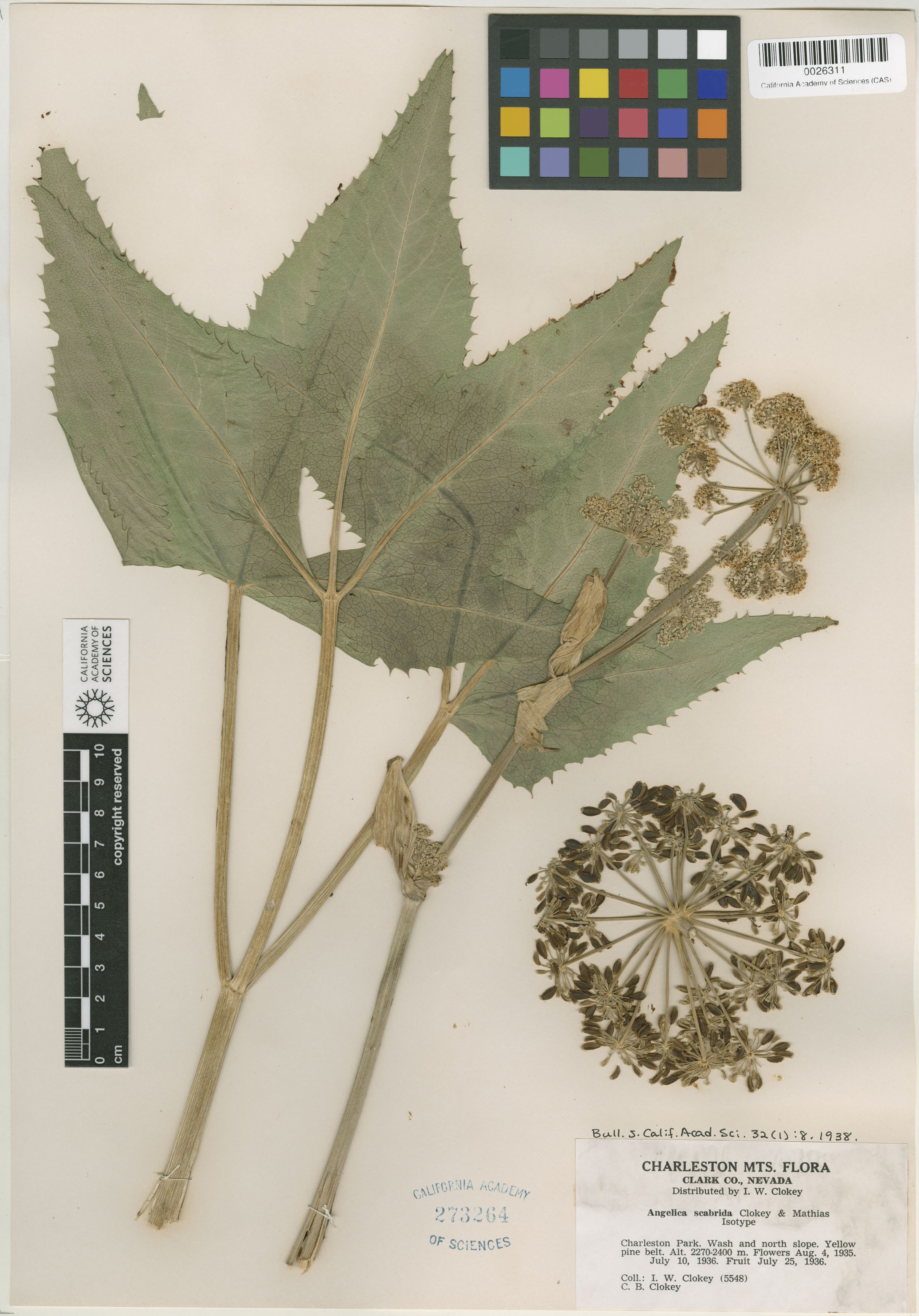 Angelica scabrida image