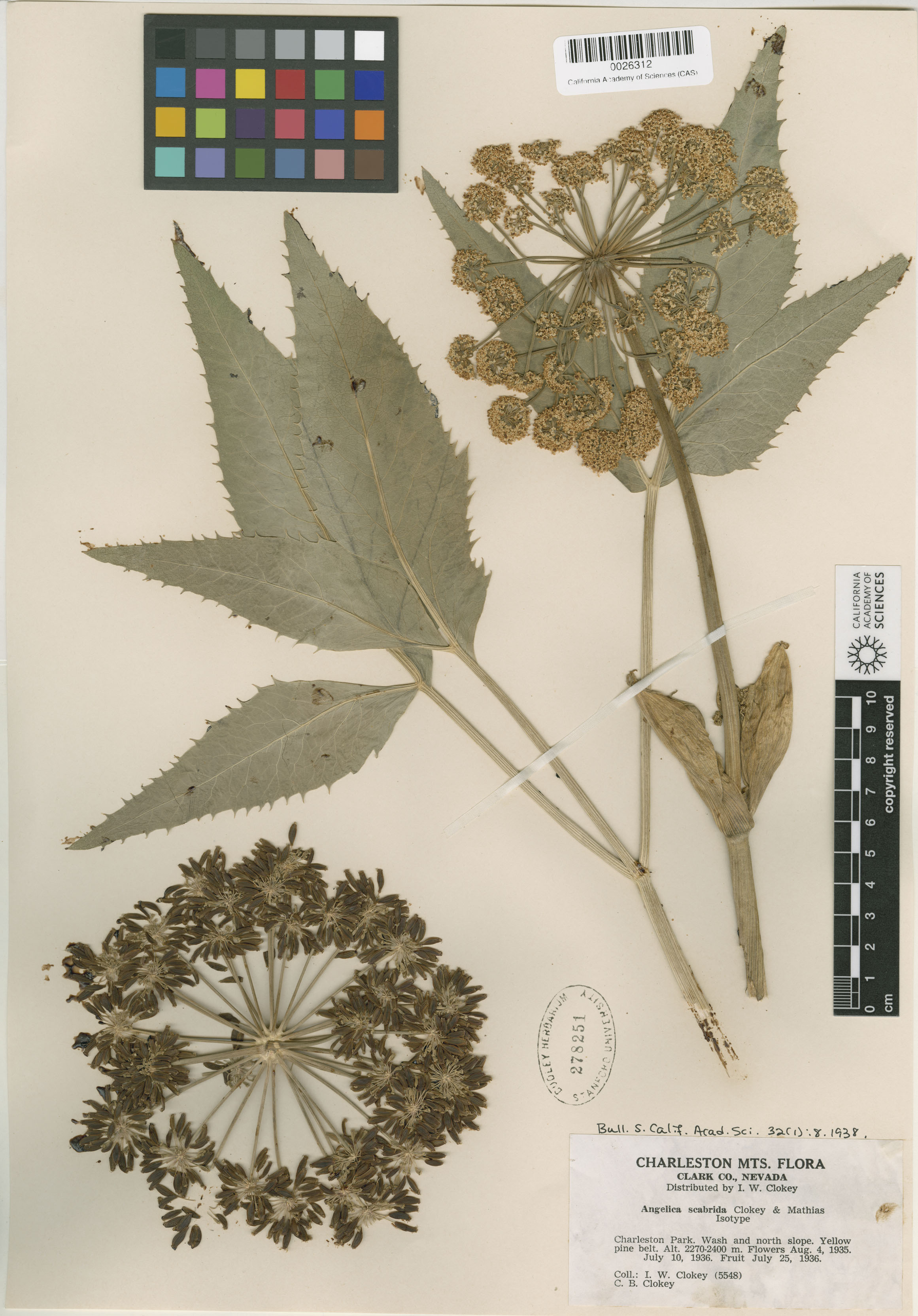 Angelica scabrida image