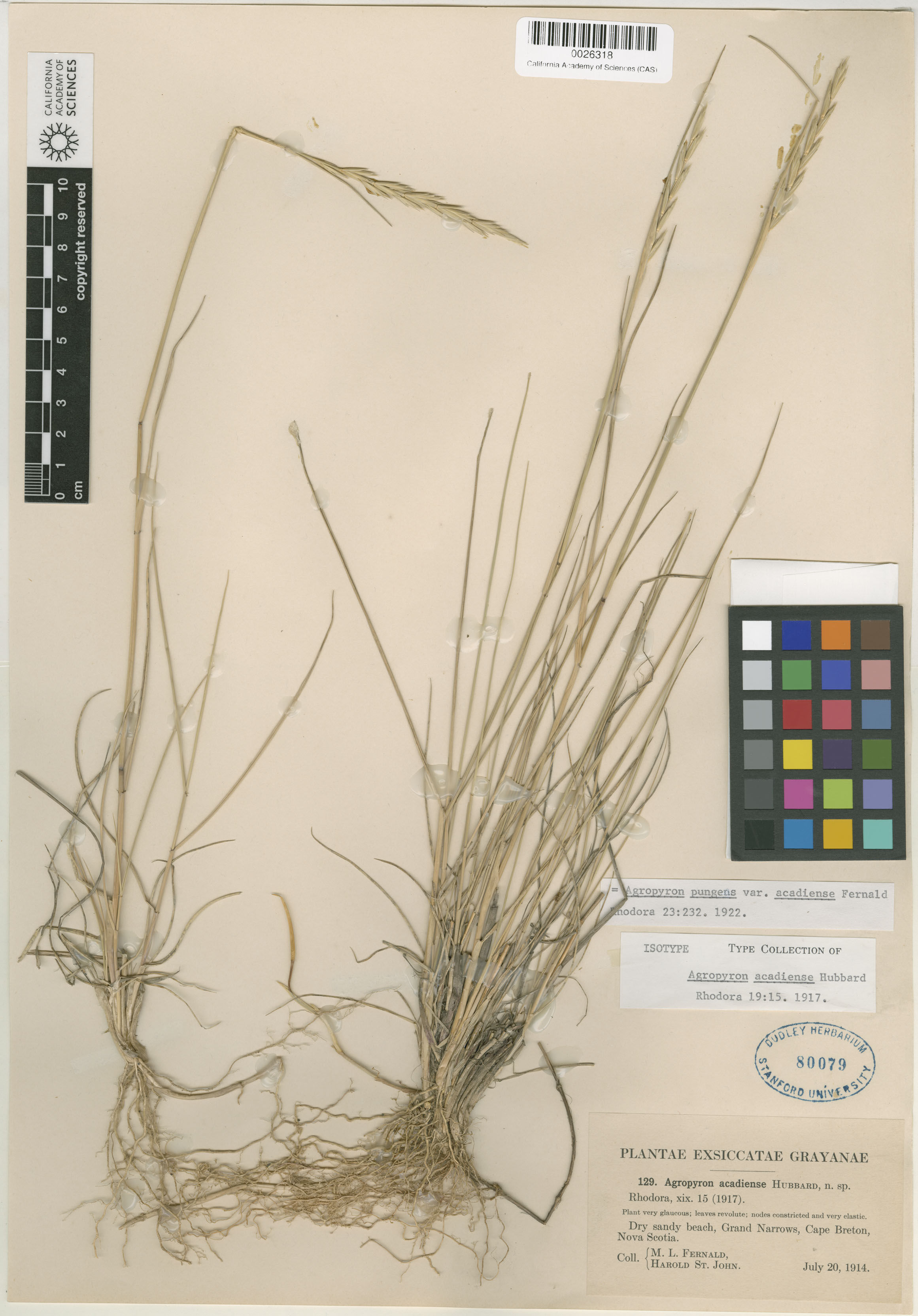 Thinopyrum pycnanthum image