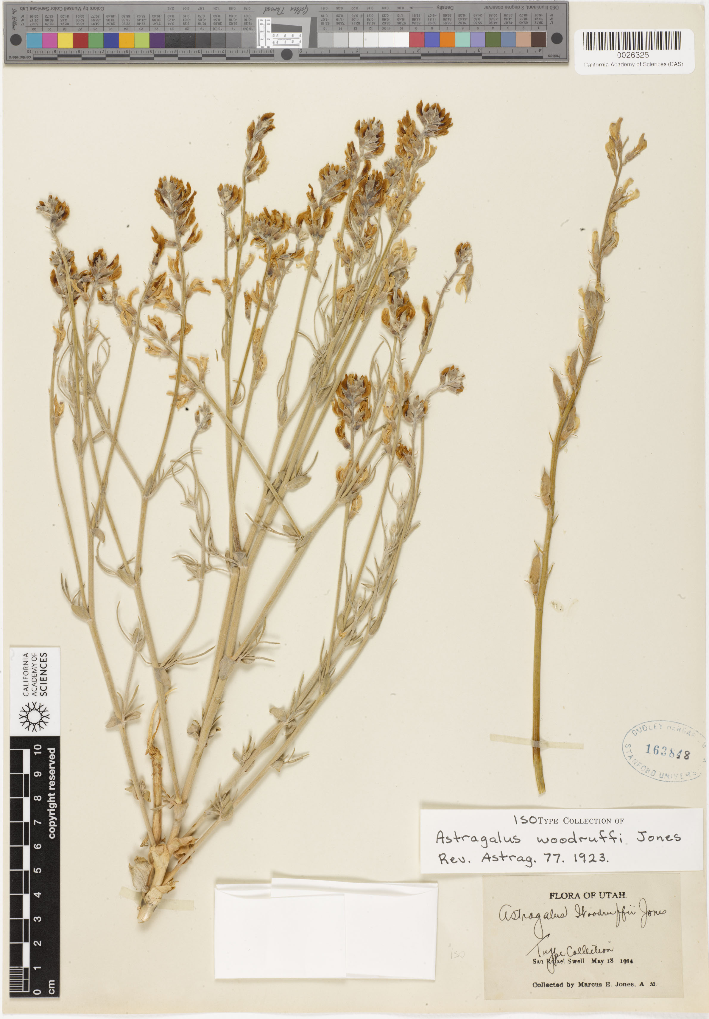 Astragalus woodruffii image