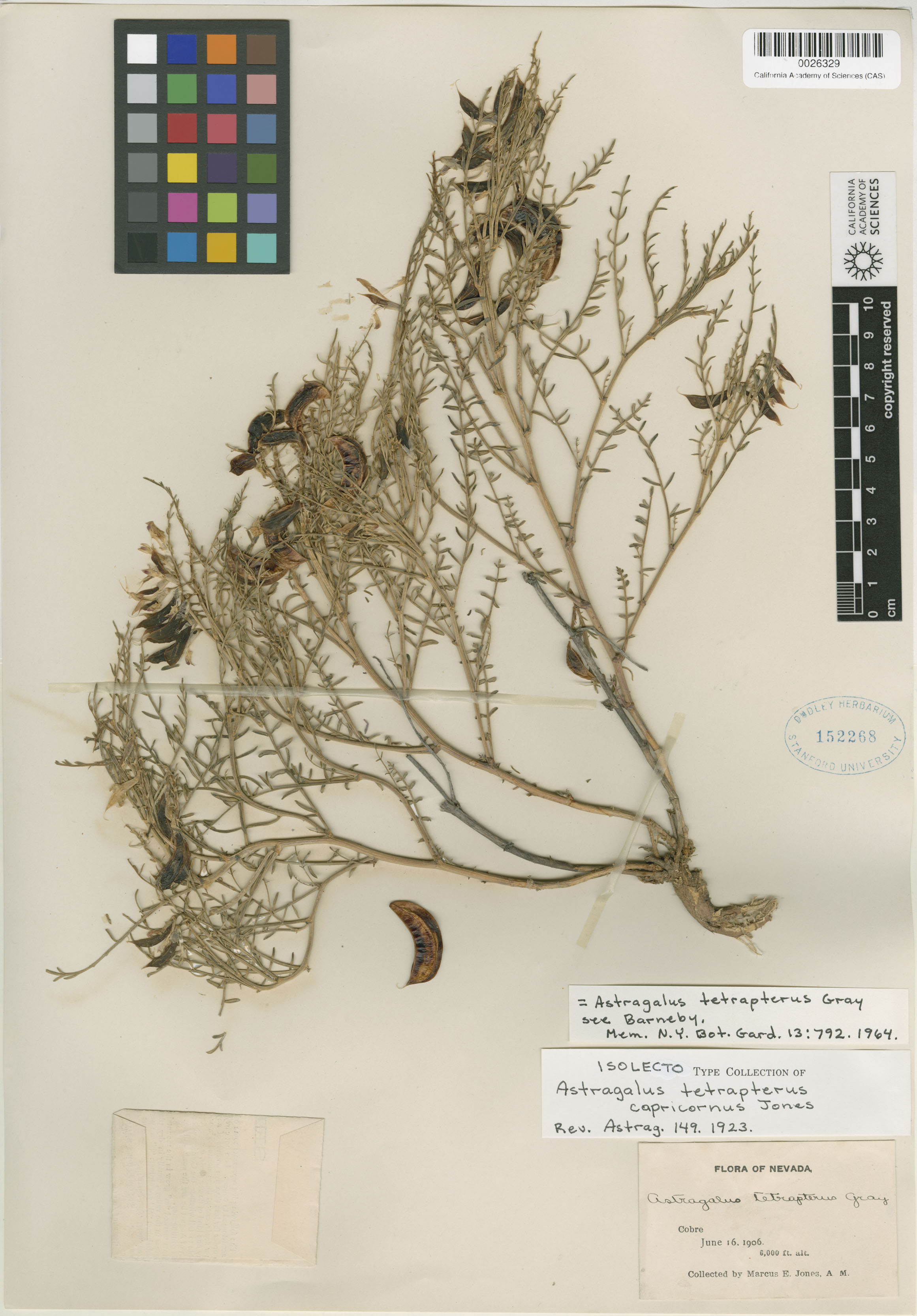 Astragalus tetrapterus image