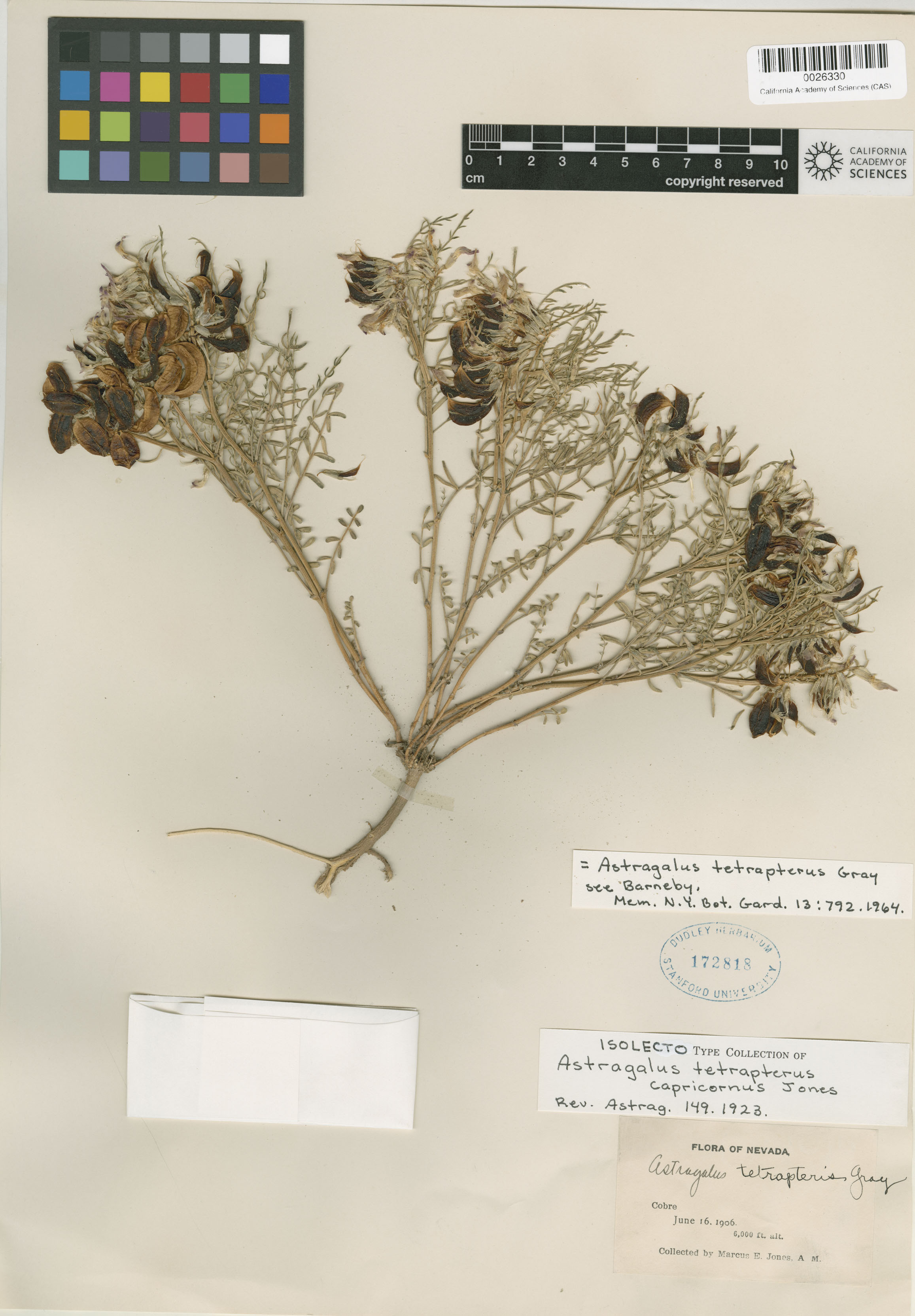 Astragalus tetrapterus image